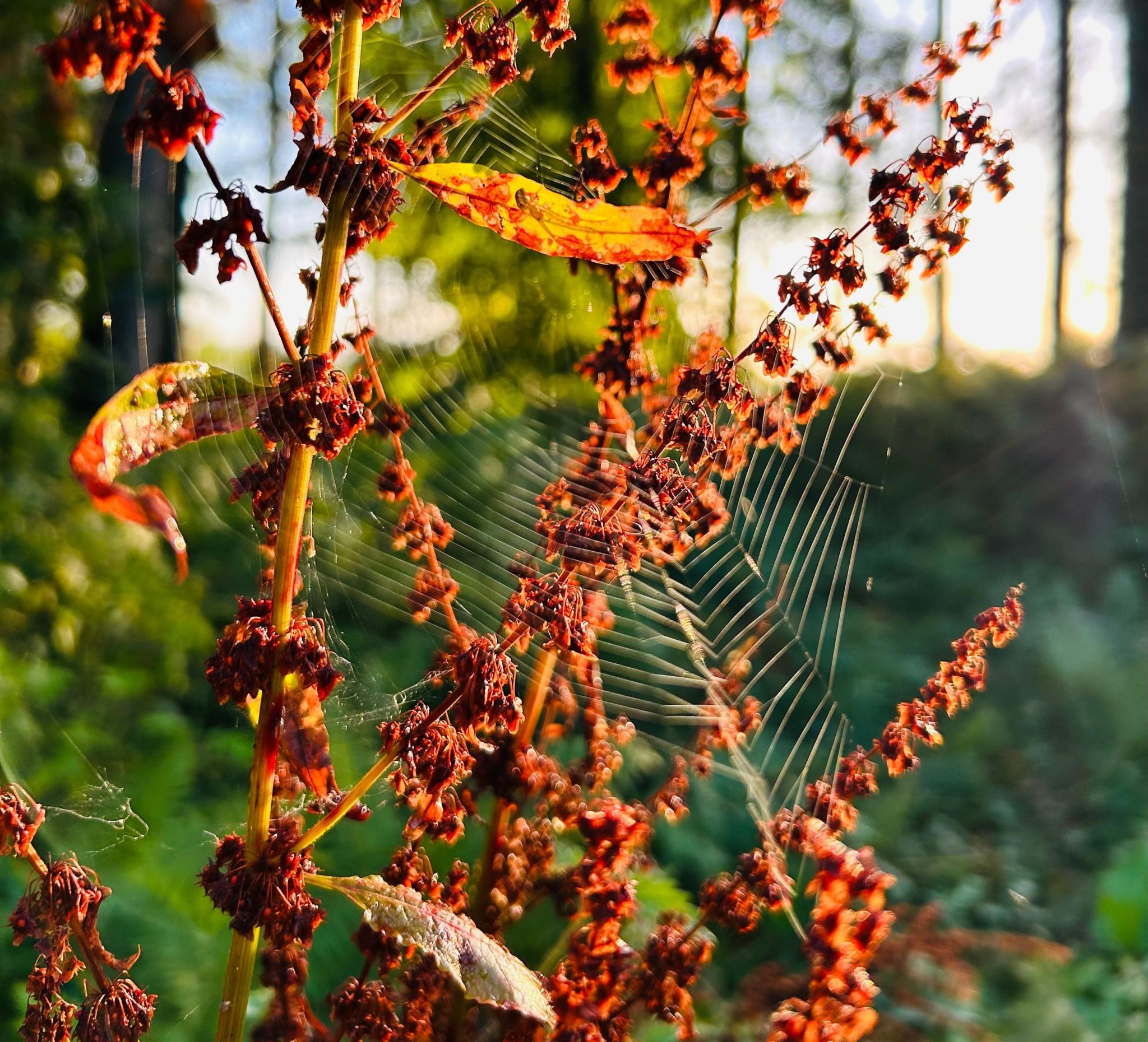 A sunlit cobweb on a browning plant in woodland.