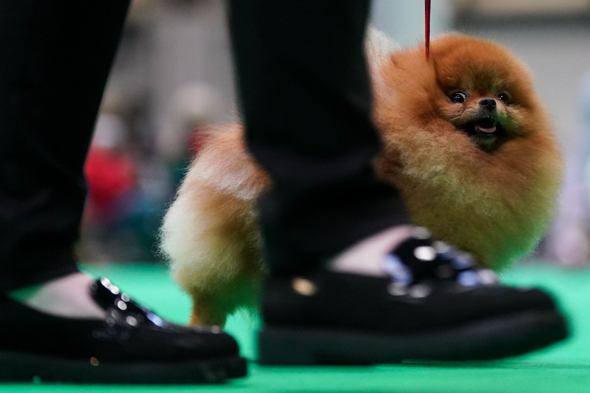 A Pomeranian in the showring