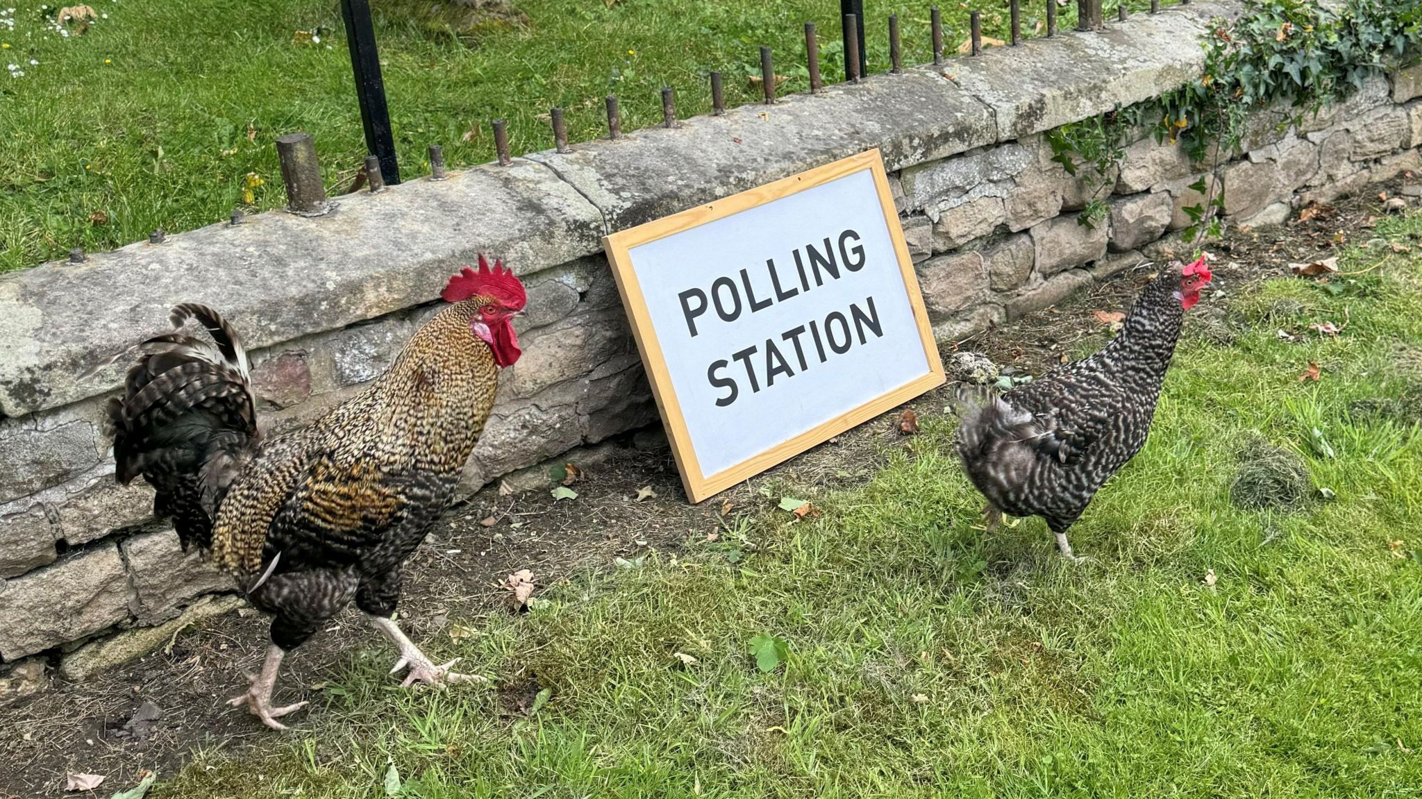 Two chickens walking either side of a polling station sign.