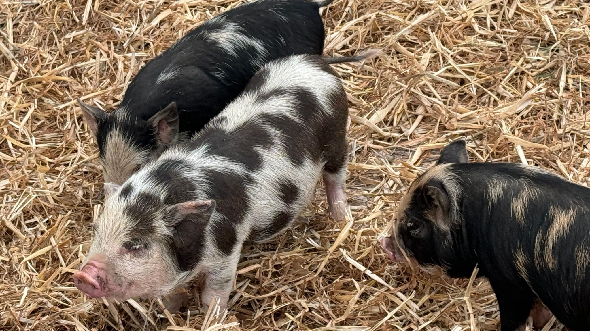 Pigs at Shrewsbury Food Festival