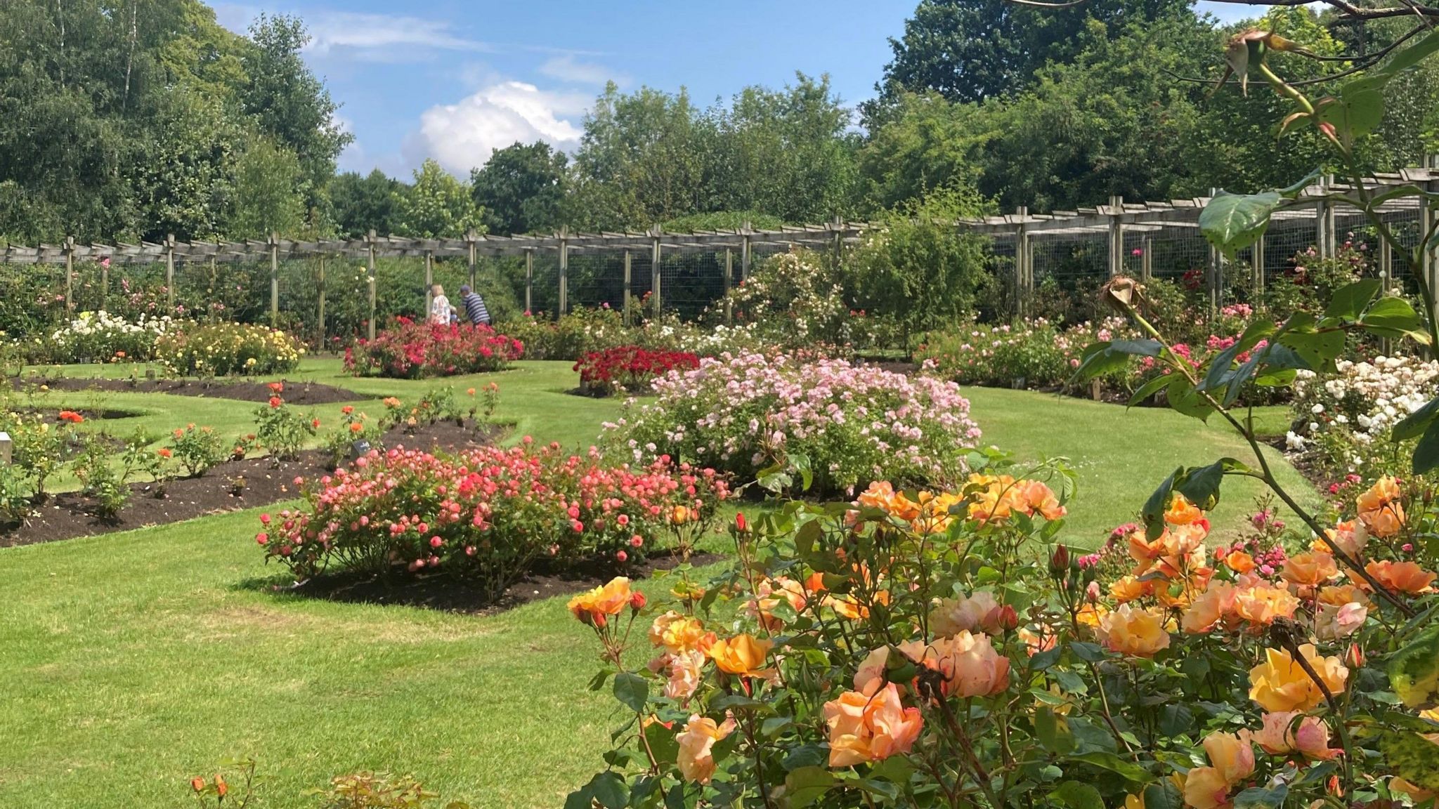 A row of orange roses, with rows of pink, white, red, and yellow roses in the background. The weather is sunny and in the distance there is a small group of people observing the roses