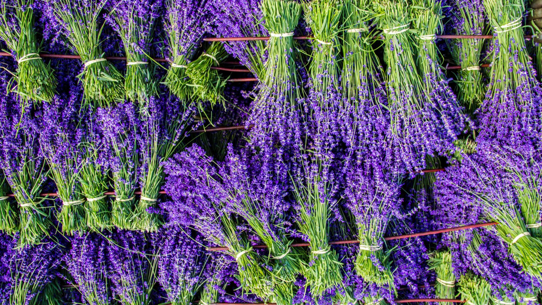 Lavender flowers in bunches 