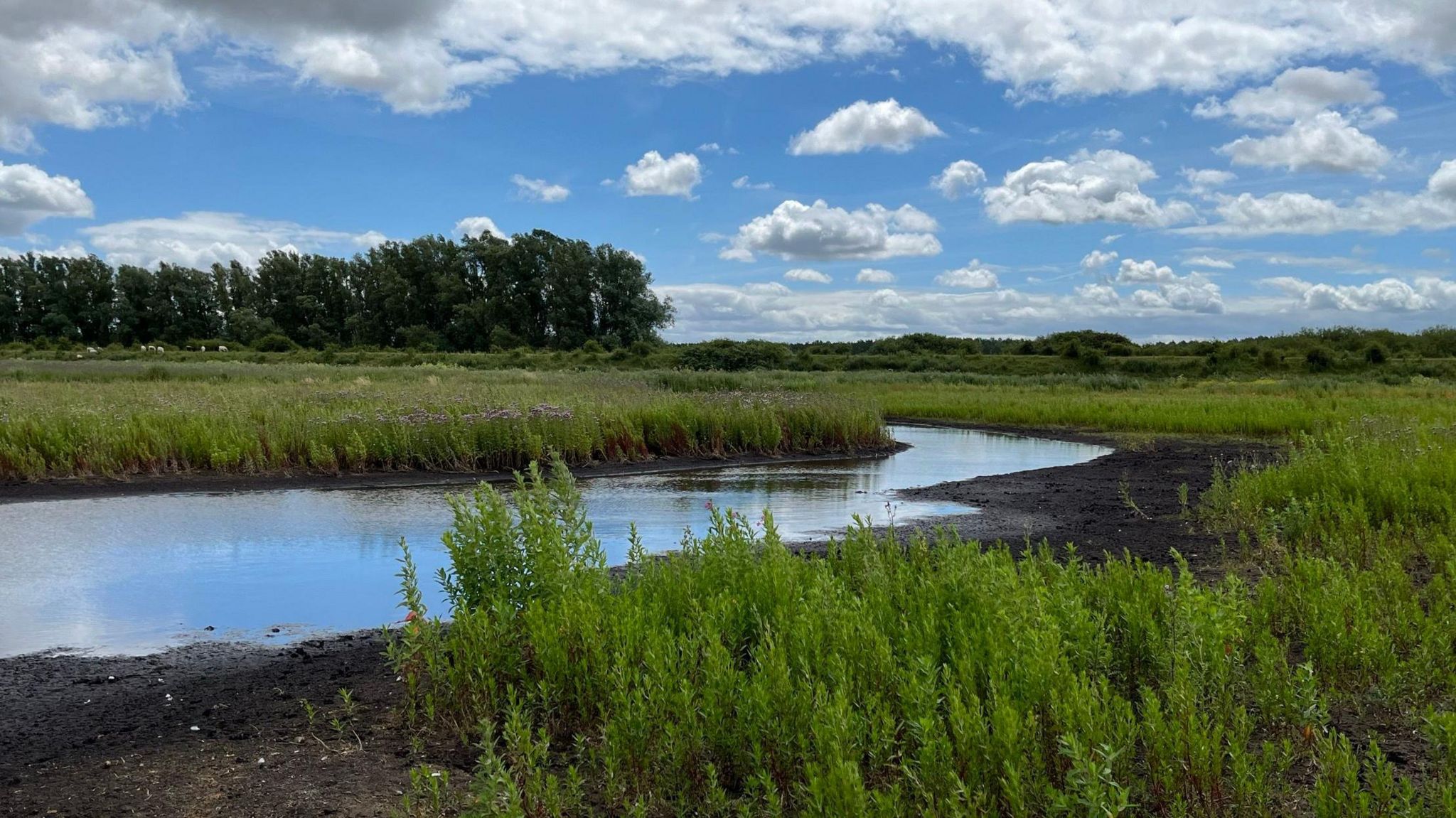 A landscape of scrubby plants on either side of a meandering waterway with a row of trees behind and cloud-studded blue sky above