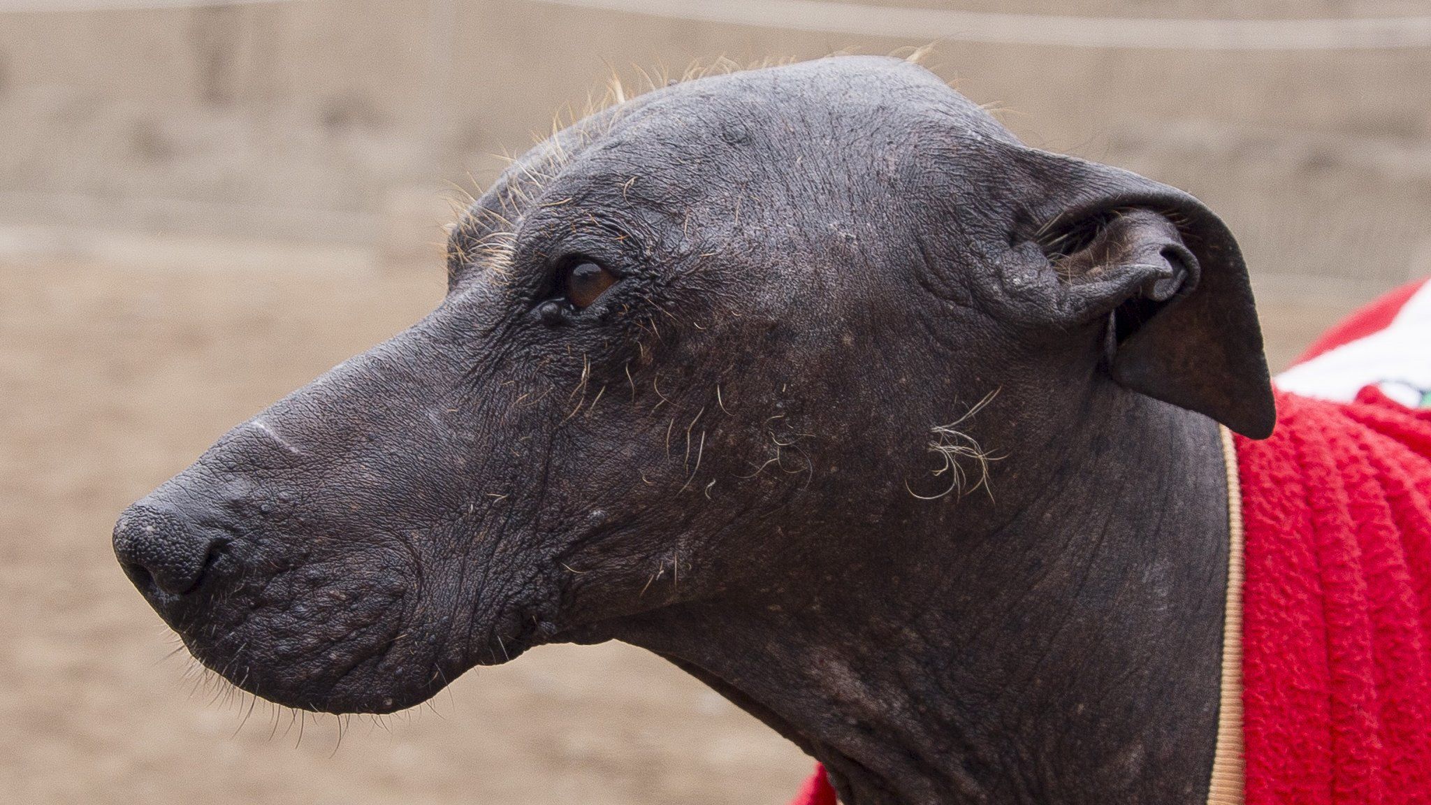 Munay, one of the Peruvian hairless dogs living at Huaca Pucllana