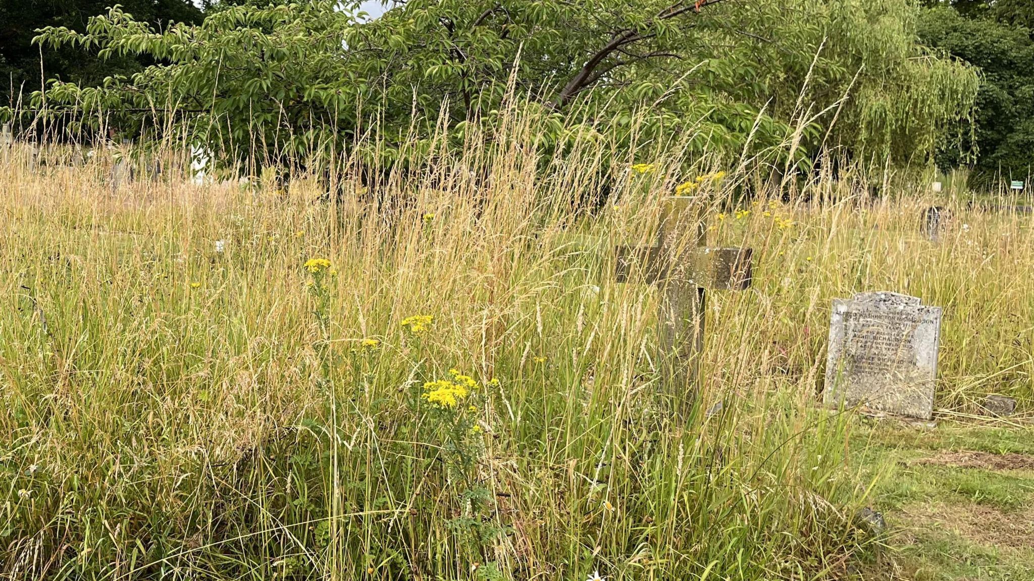 Long grass overgrowing the path and gravestones