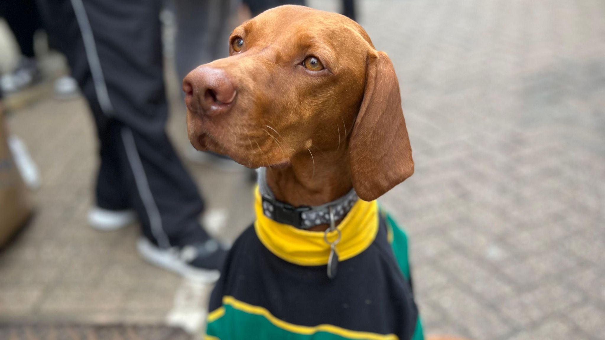 A dog celebrating the Saints Premiership win with its own shirt