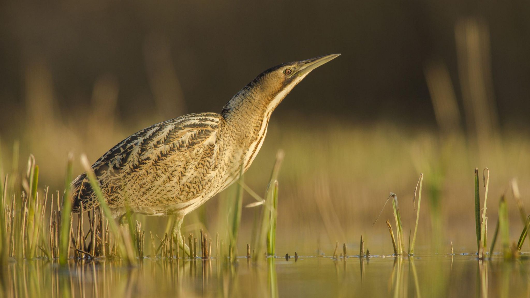 Bittern standing in pond with reeds