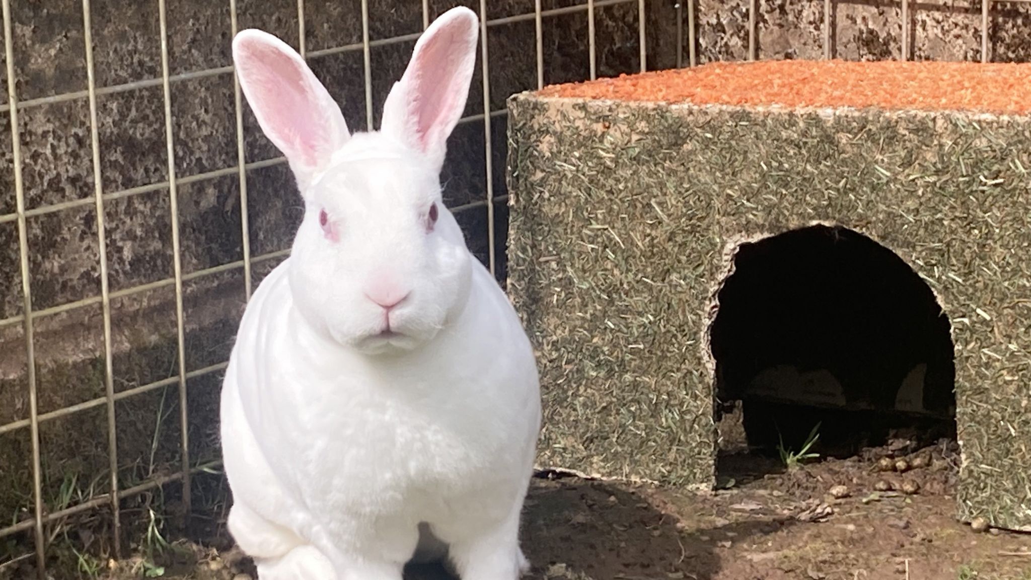 A white rabbit a small hutch,