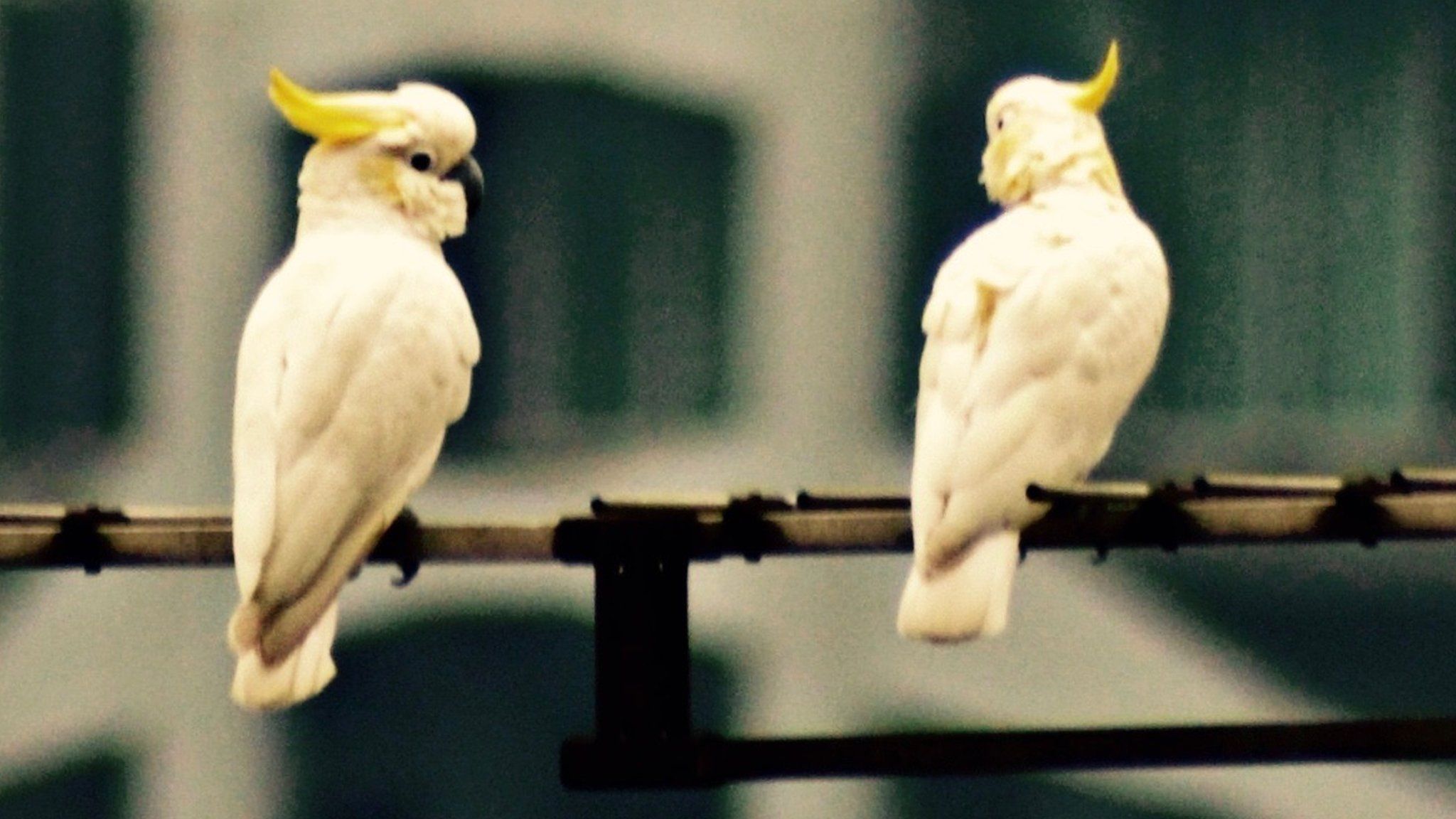 Yellow crested cockatoos (Image: Timothy Bonebrake)