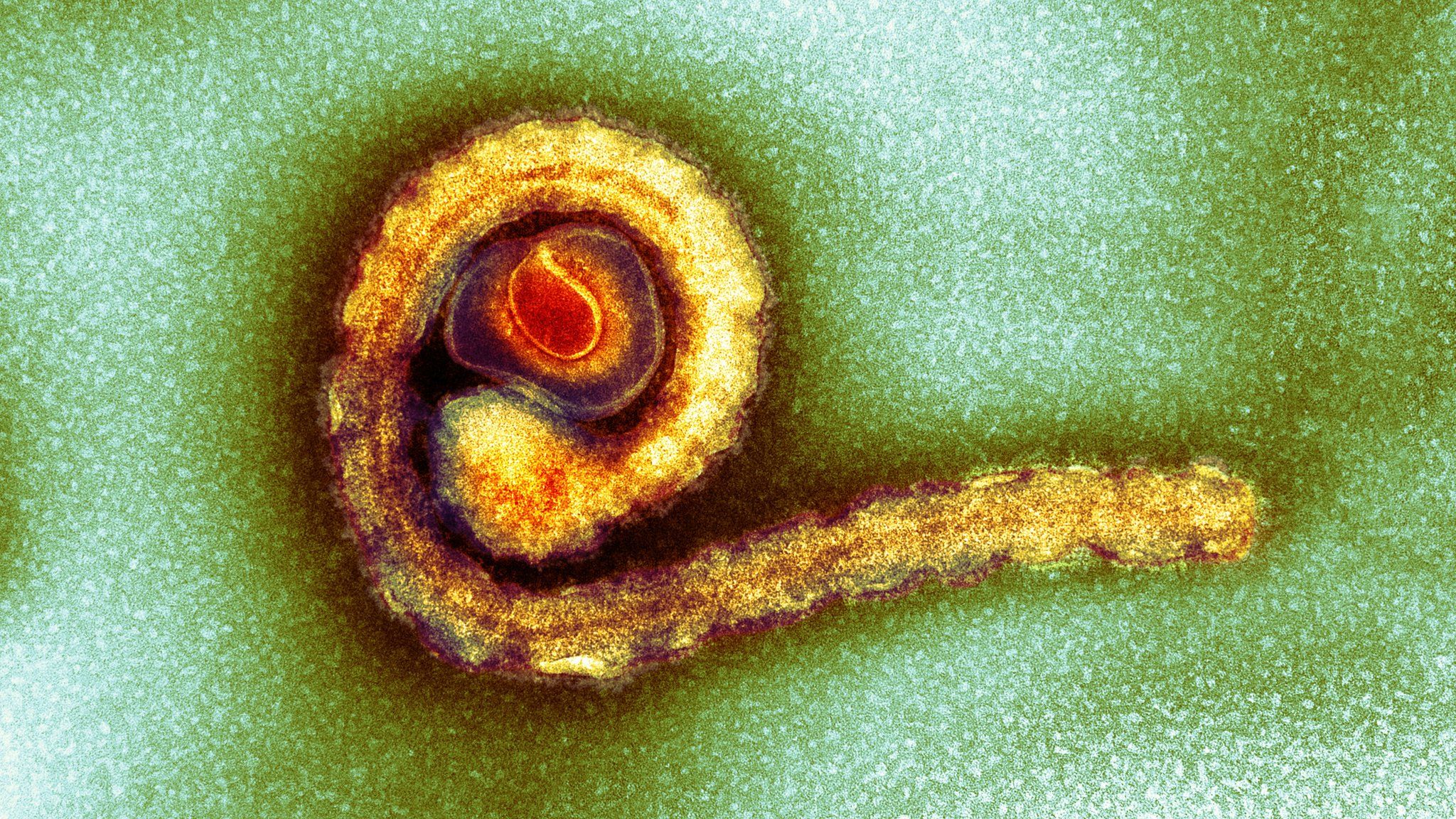 The Ebola virus was found to be present in Pauline Cafferkey's body