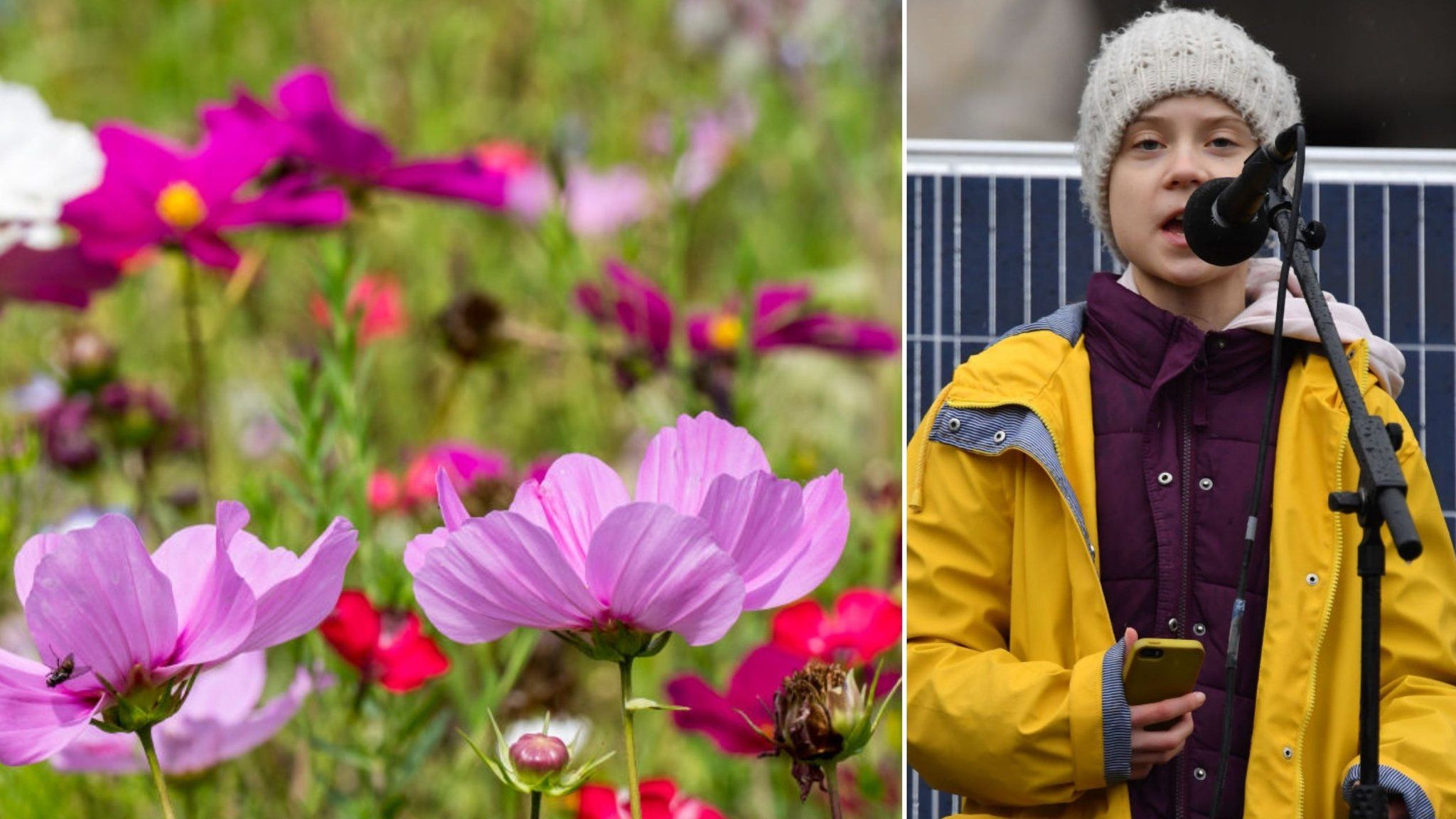 Greta Thunberg and a wild flower meadow