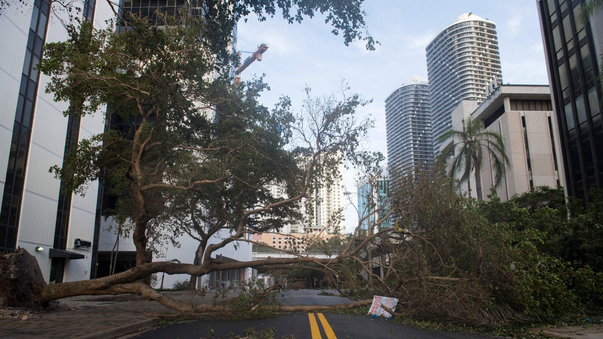 A fallen tree toppled by Hurricane Irma blocks a street in downtown Miami, Florida, on September 11, 2017