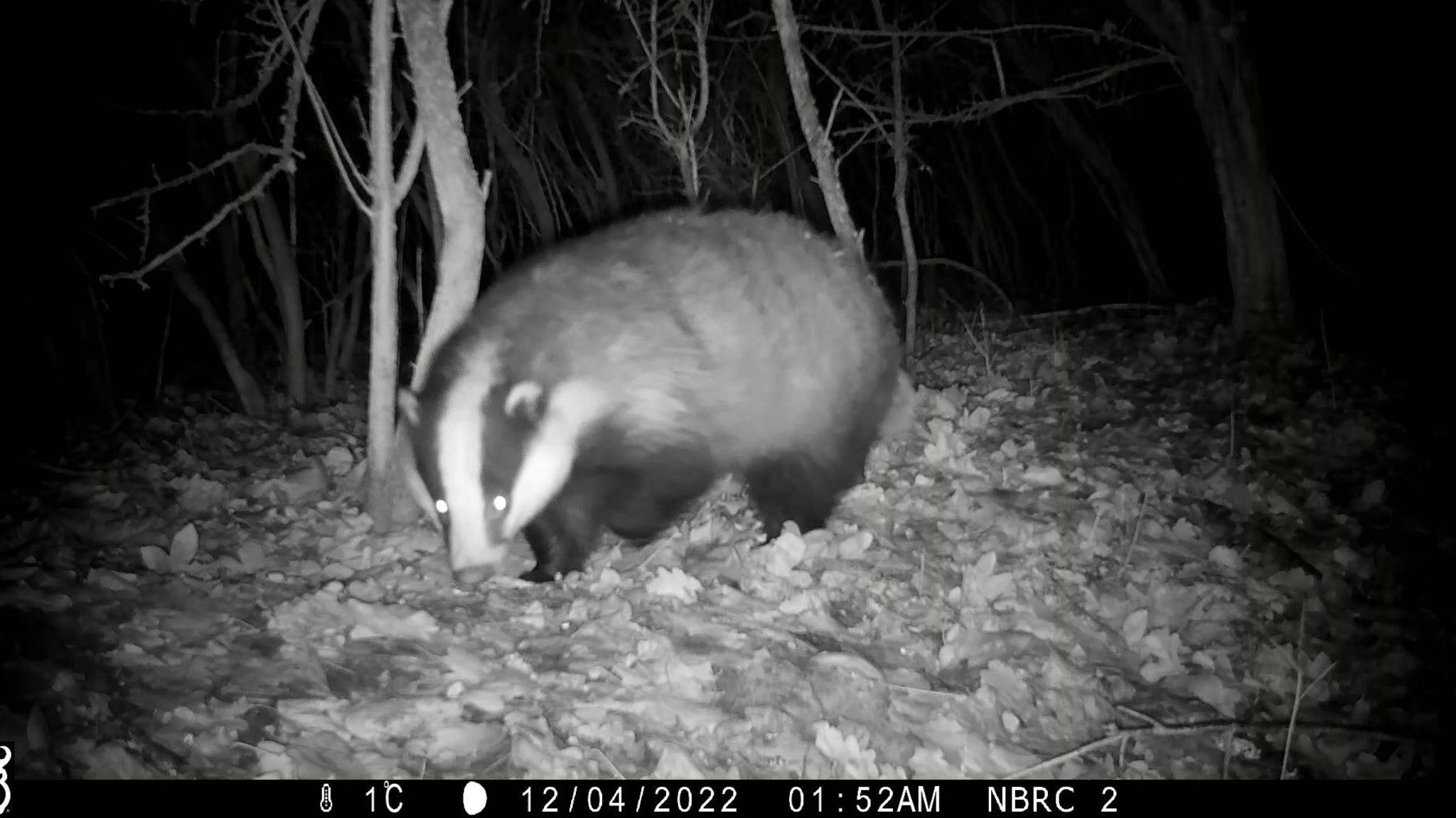 A badger on night camera
