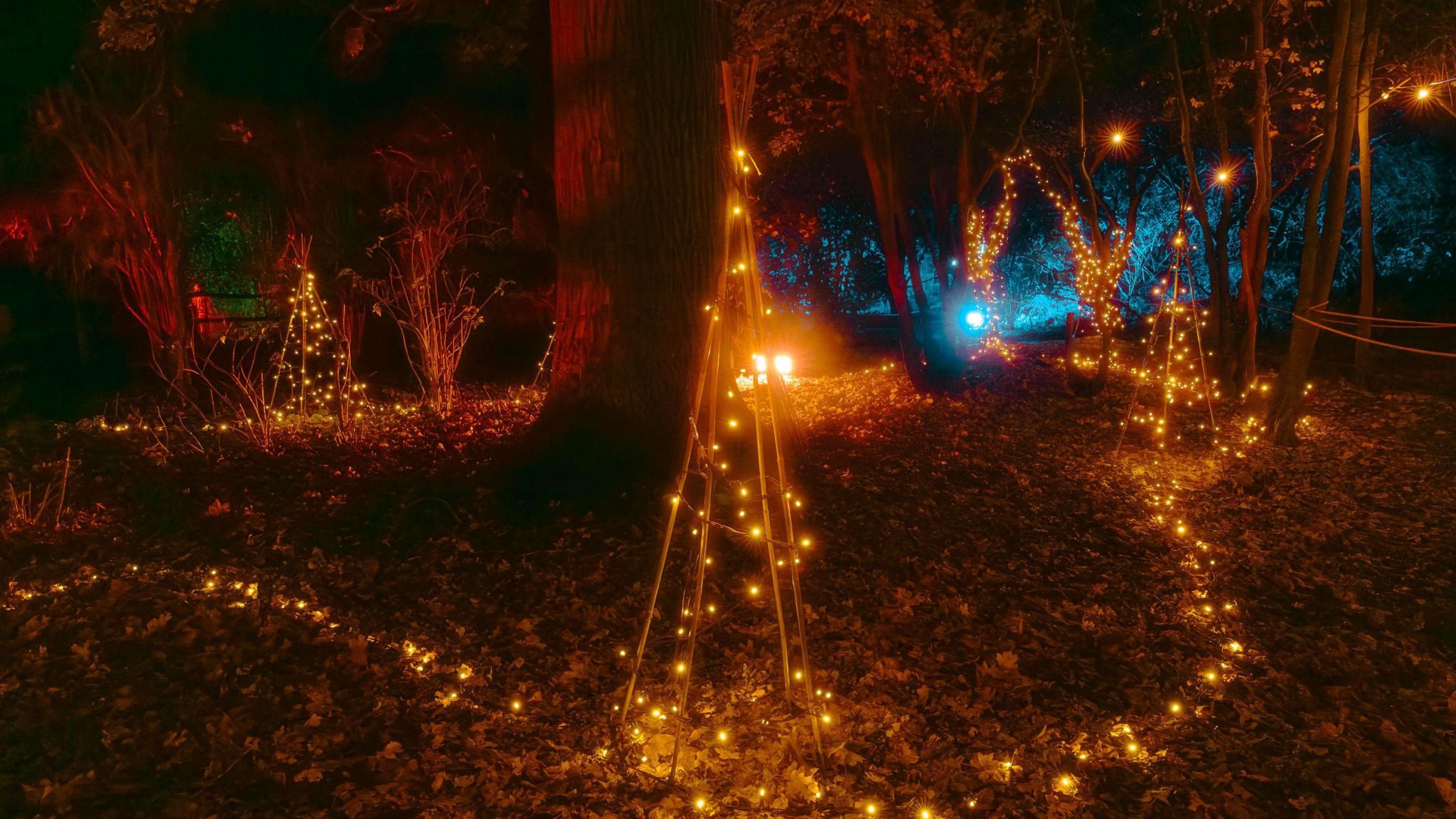 Lit up trees in Ferry Meadows for winter festival 
