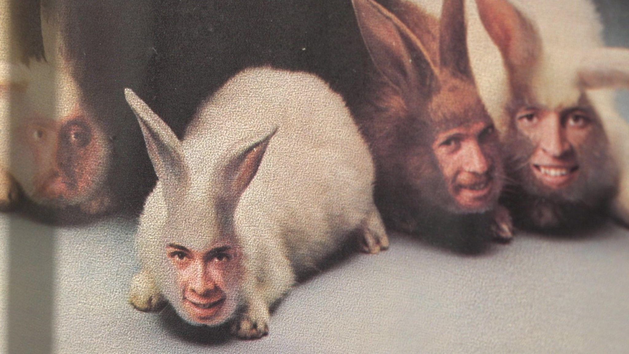 Rabbits with men's faces