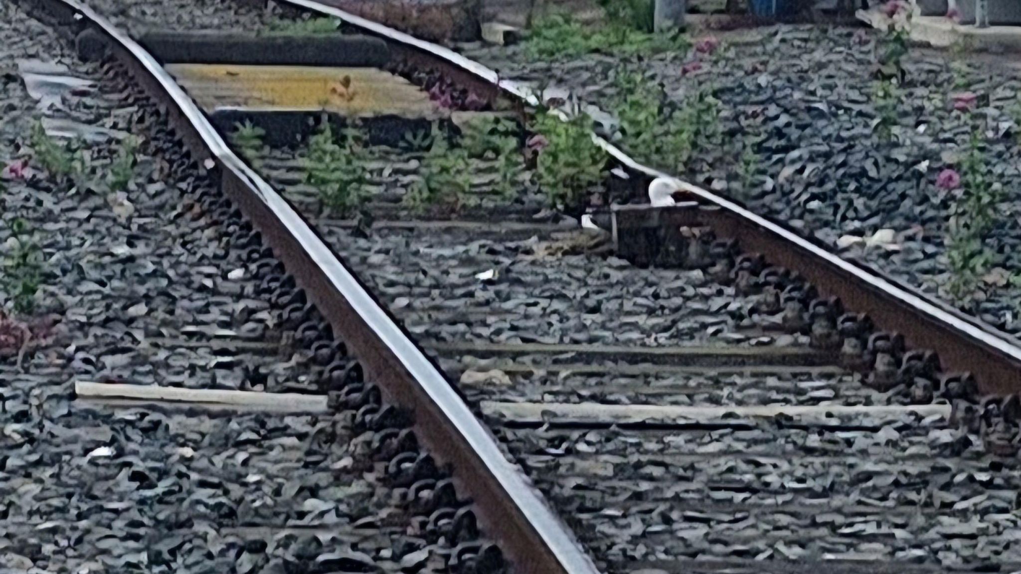 White and black bird sitting between two railway lines