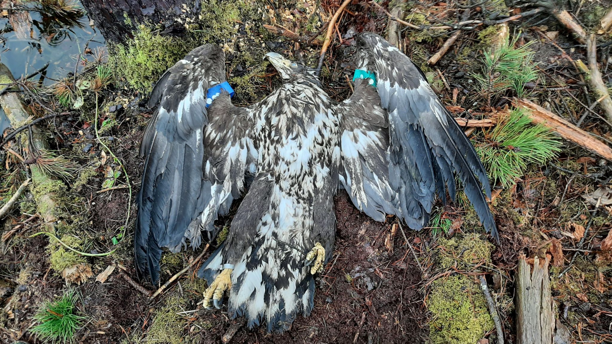 Rare white-tailed eagle shot dead in County Roscommon - BBC News