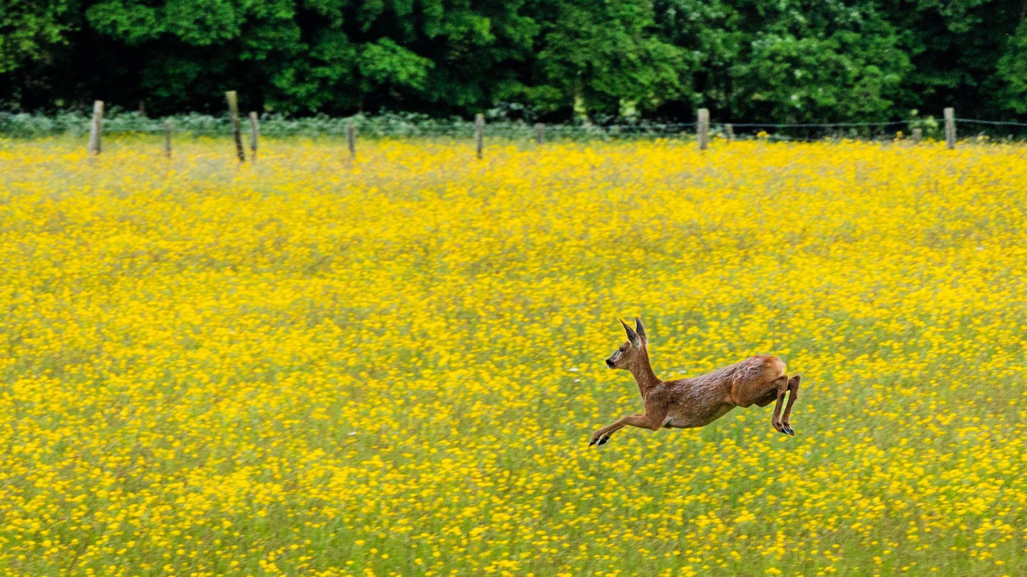 MONDAY - A deer, mid-air, over a field of yellow flowers at Kintbury