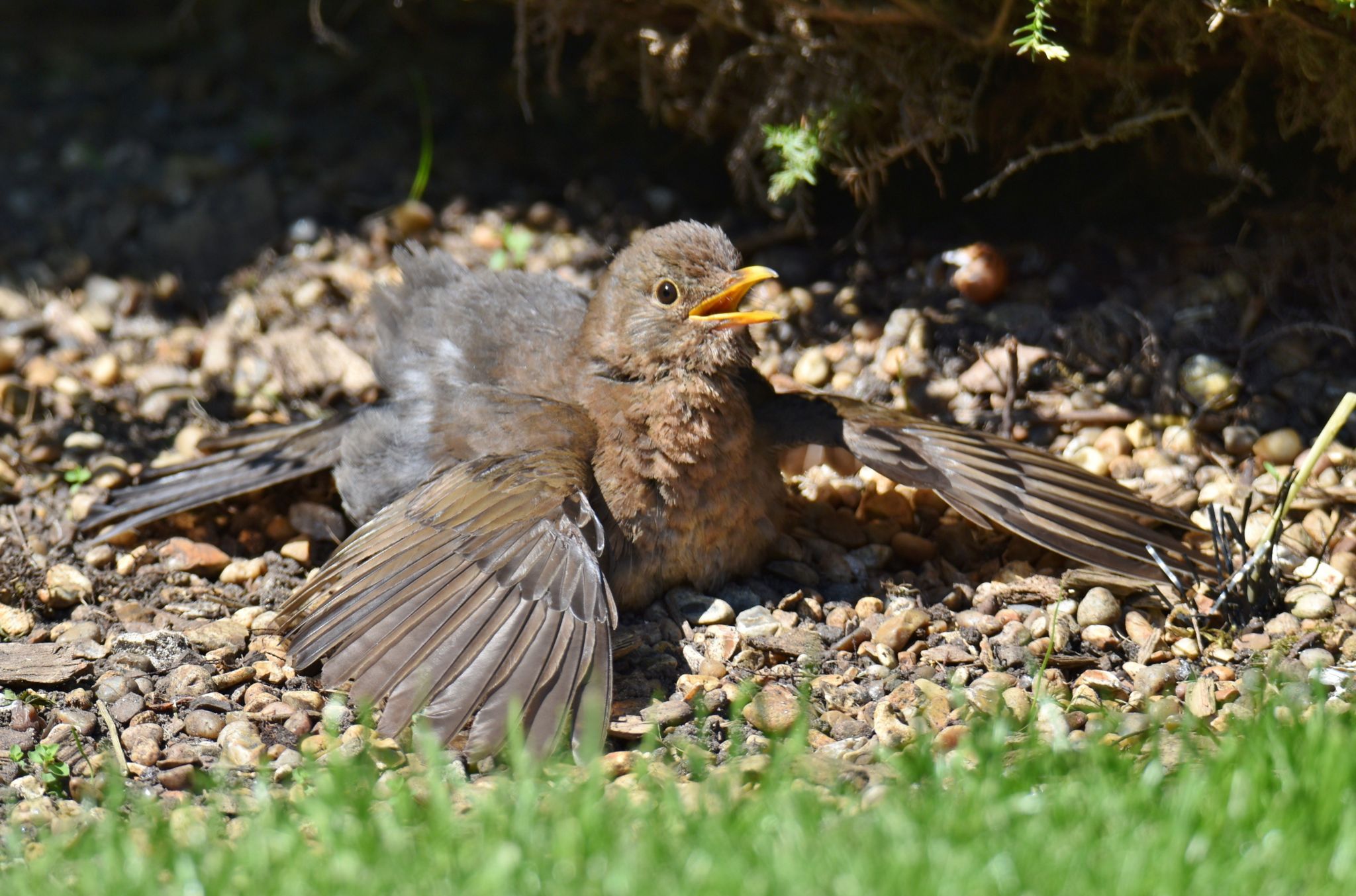 A blackbird in the sun