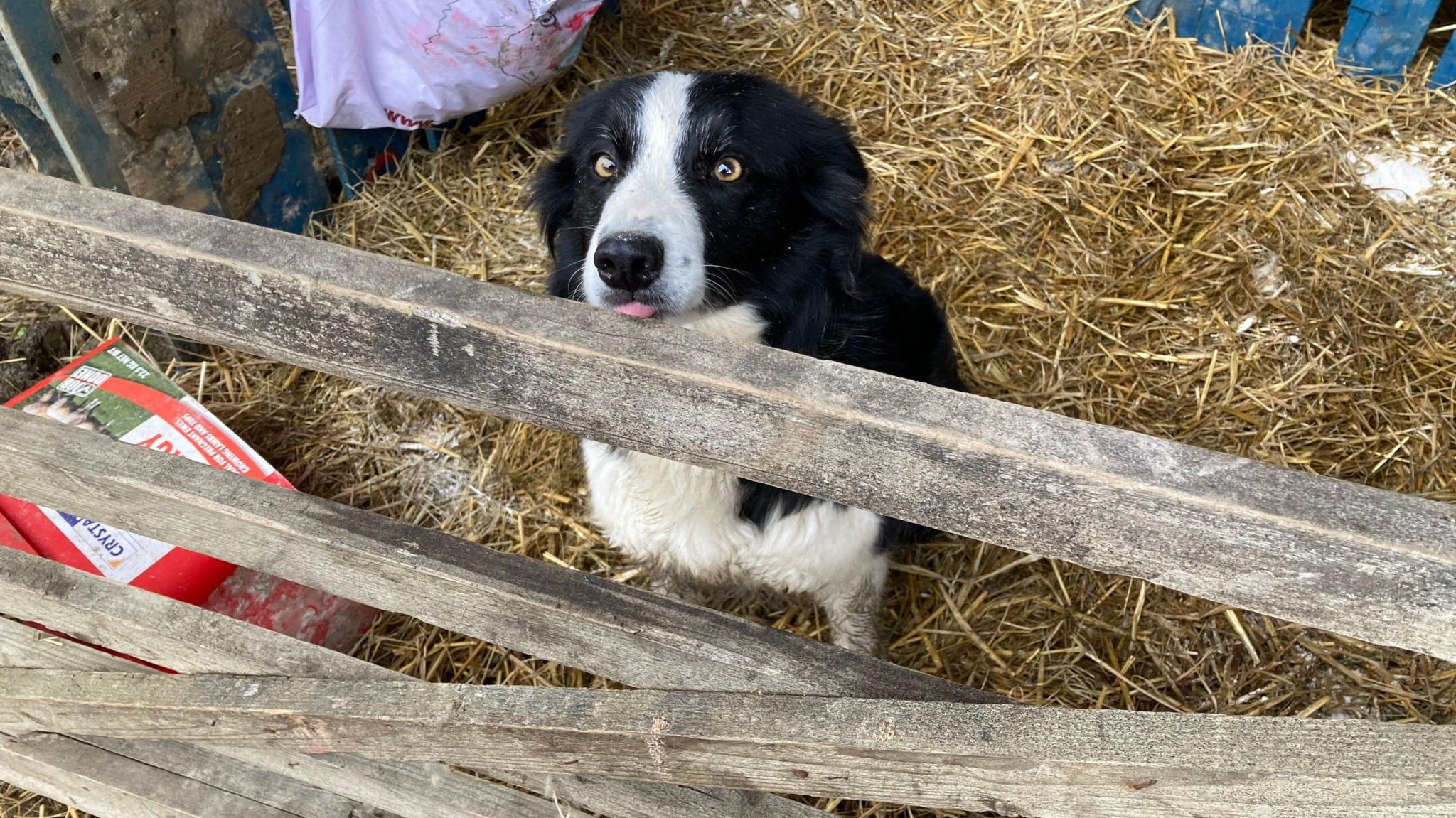 Poppy, Tobin Bird's border collie