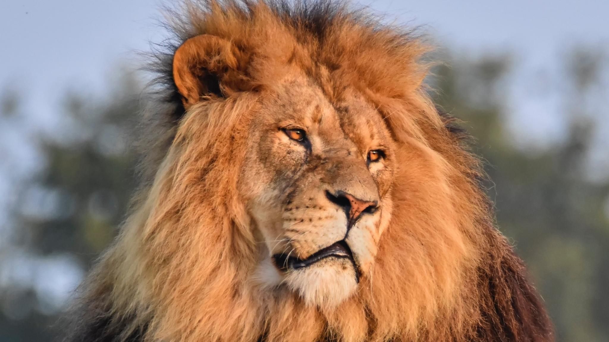 Yorkshire Wildlife Park: Rescued lion Ares dies - BBC News