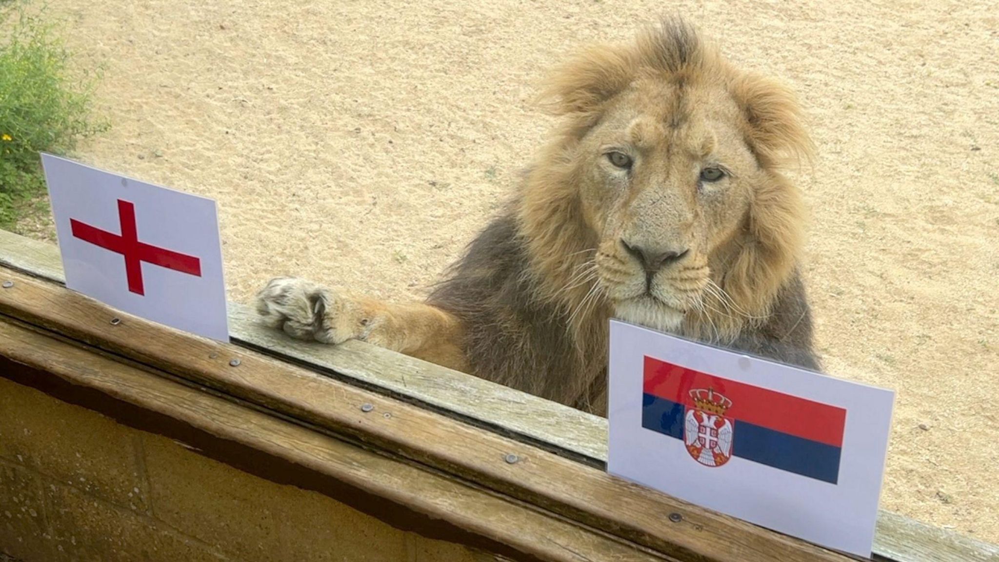 Rana the lion puts a paw on the England and Serbia flags