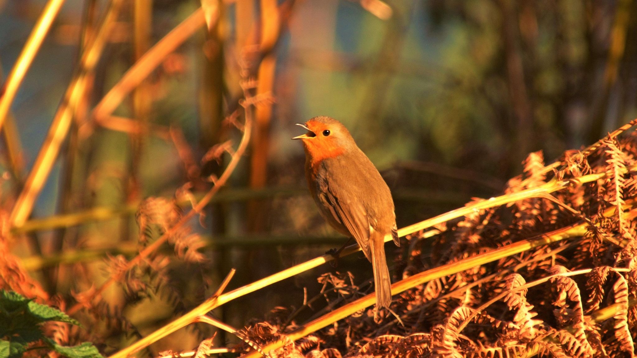 A photo of a robin in sunshine with its beak open