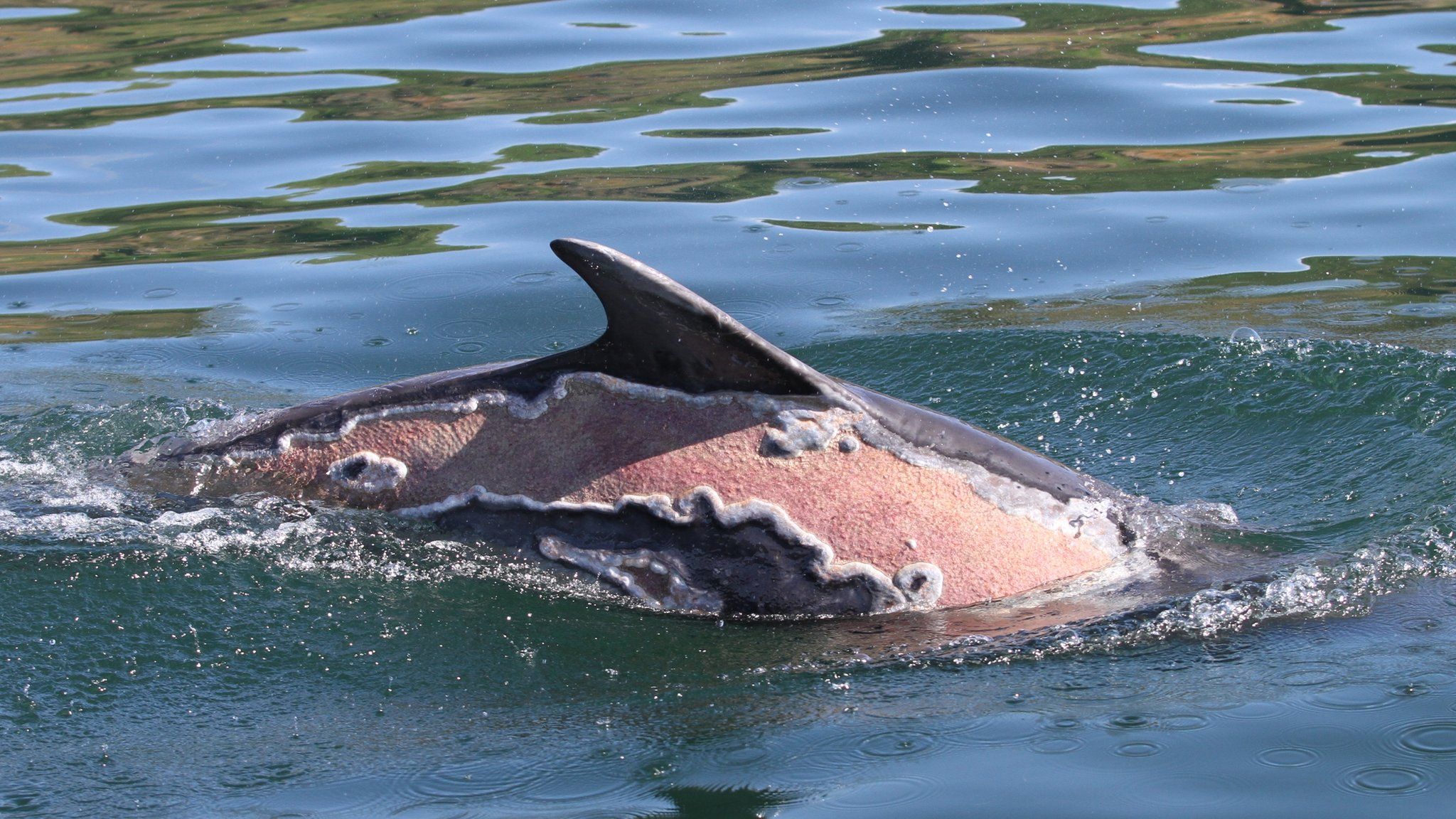 Sunburned dolphin Spirtle