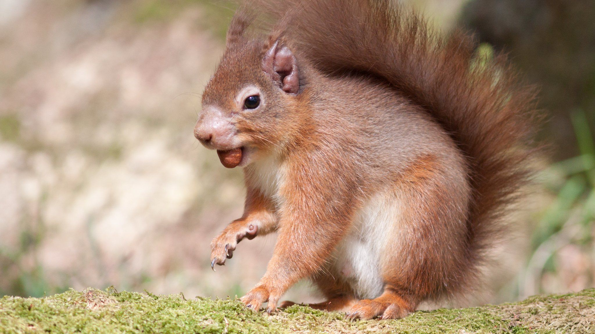The effects of the disease can be seen on the squirrel's ear and muzzle