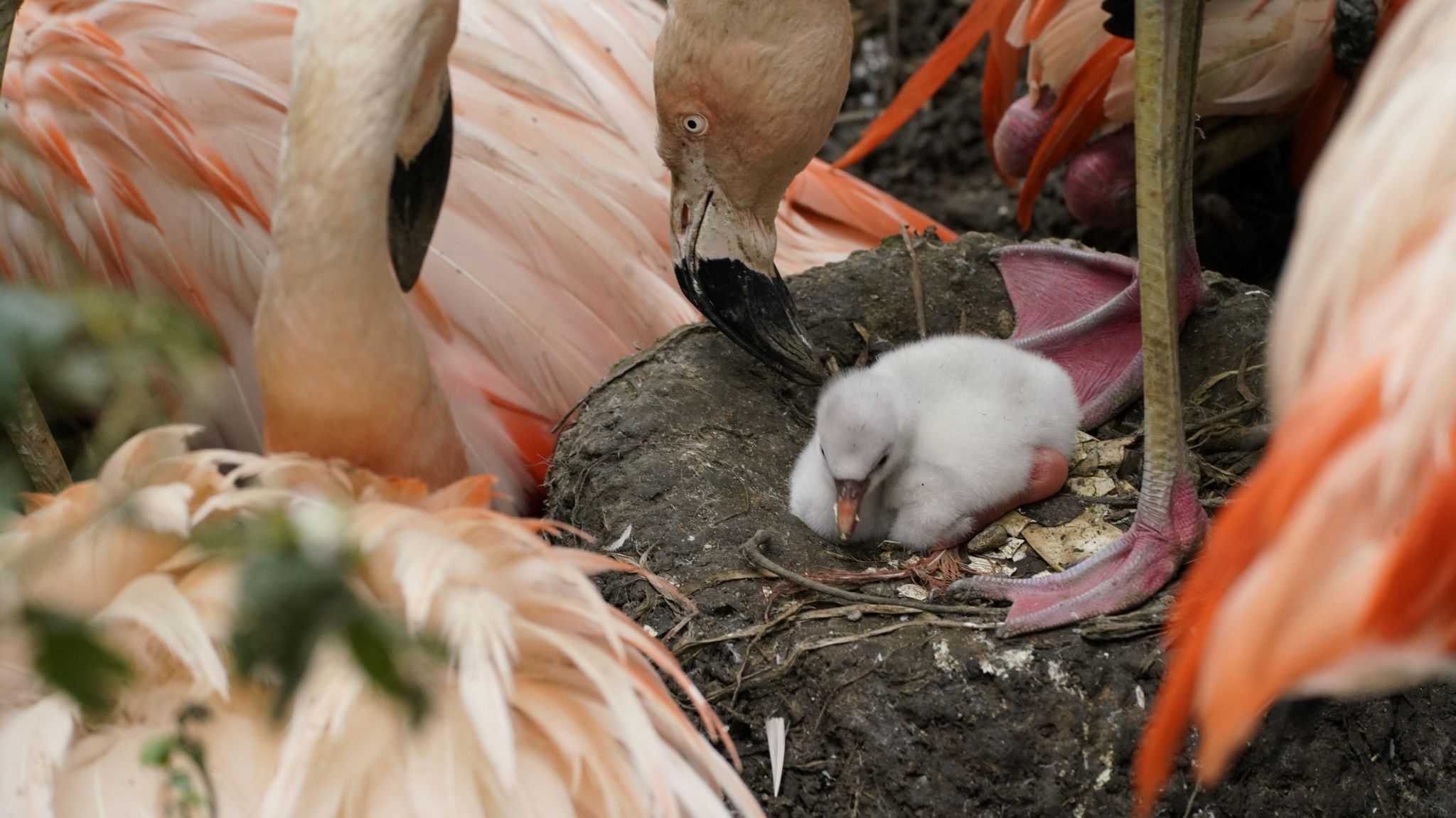 A light grey coloured baby flamingo, sat on a mud nest, with older pink flamingos surrounding it