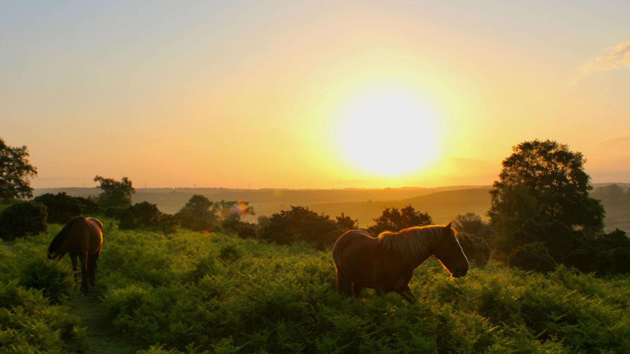 MONDAY - Sunrise over the heathland of the New Forest with two ponies grazing in front of the sun