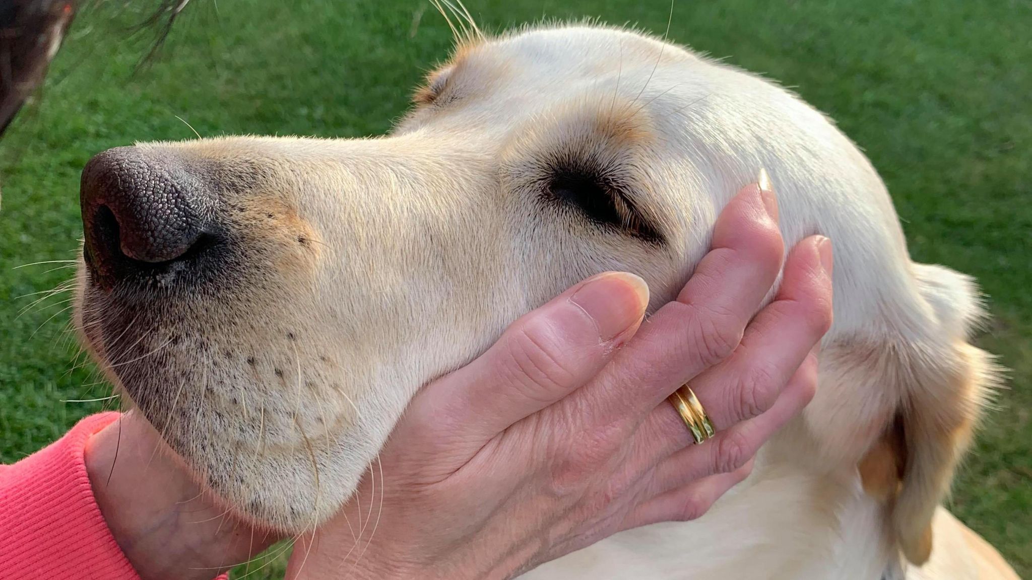 A guide dog being stroked