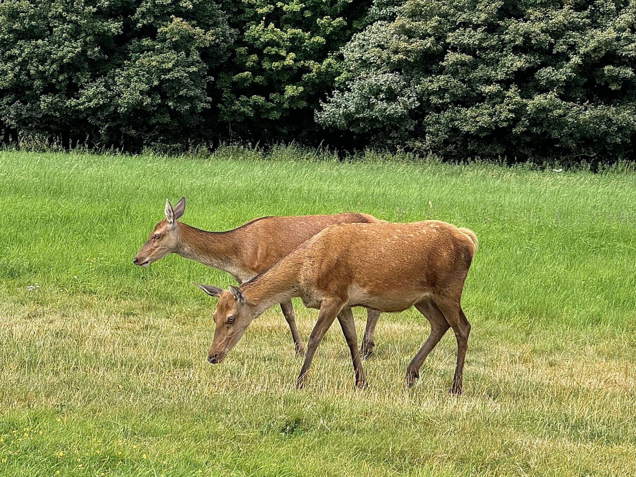 A pair of deer standing side-by-side on a grass field while grazing. A thick plantation of trees stands behind.