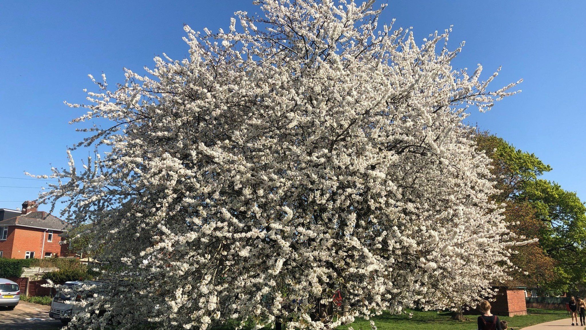 Cherry blossom tree in Heavitree Pleasure Ground