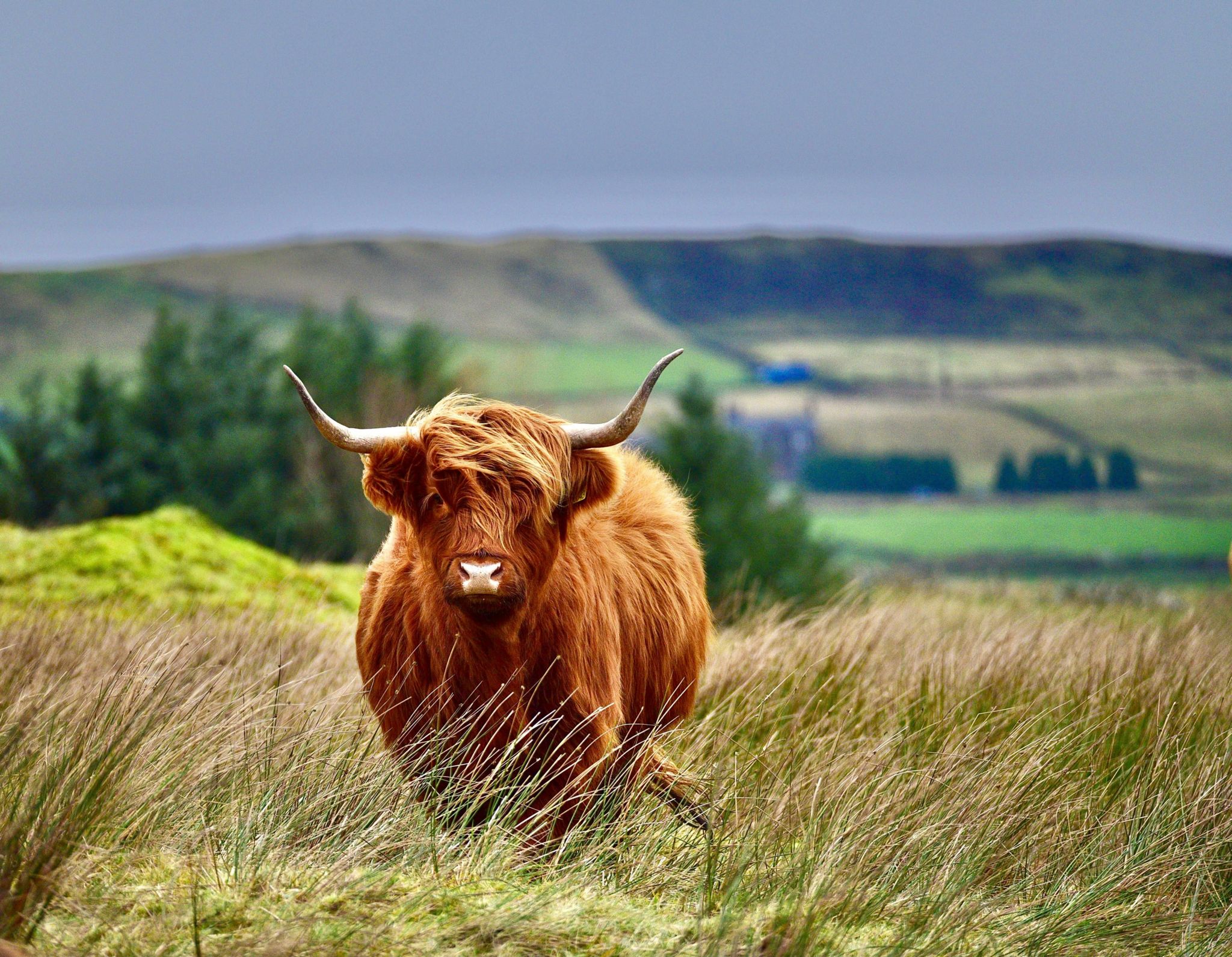 A Highland cow looks straight at the camera on a field of rough grasses, with trees behind and a background of fields along a hill ridge.