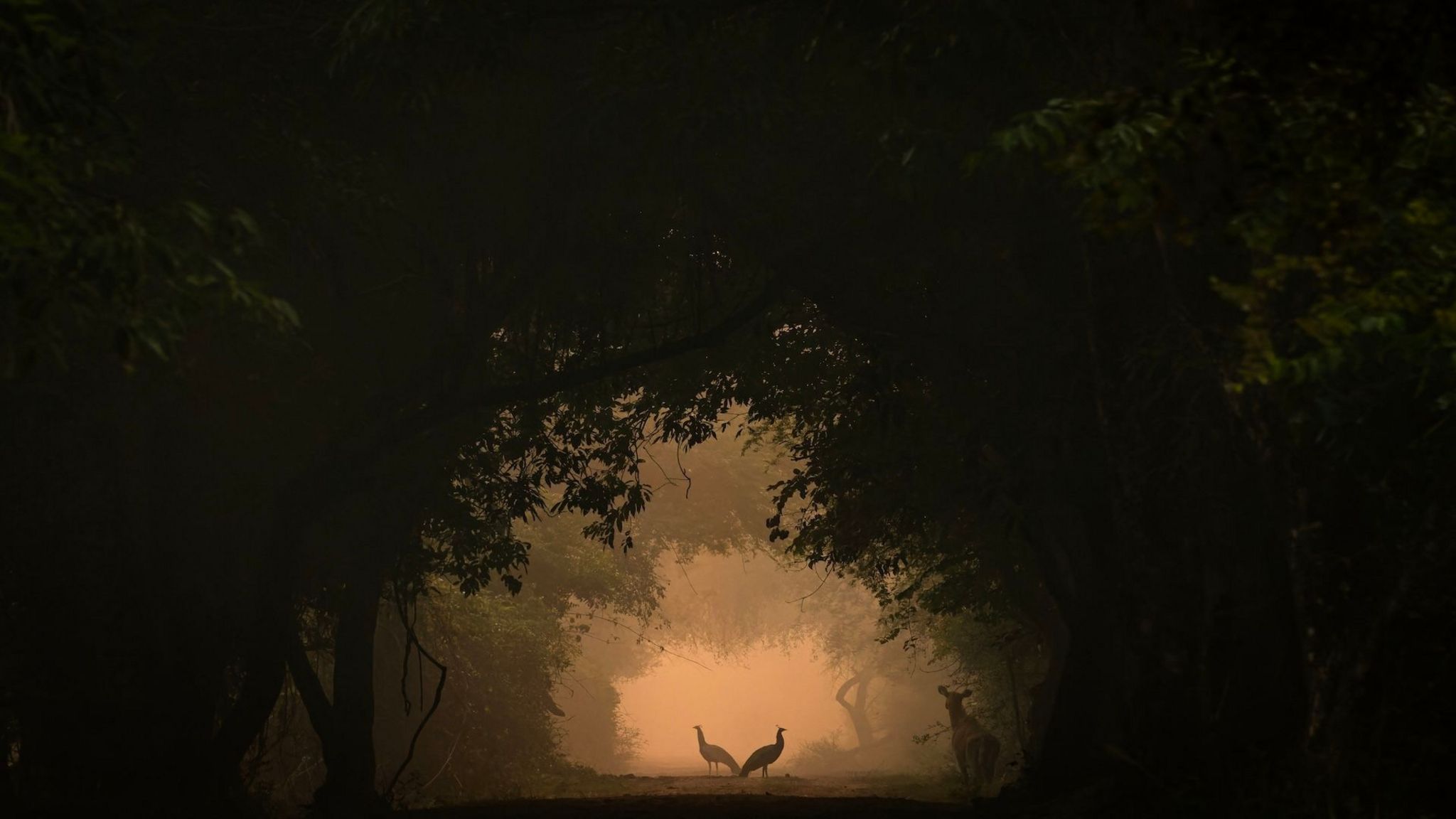 Two Peafowls silhouettes standing in the distance surrounded by trees