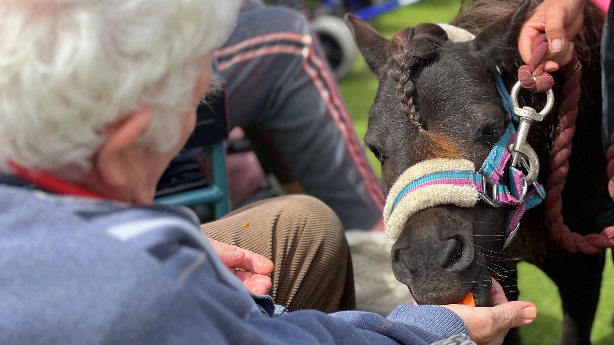 One of the ponies eats carrot from the hand of a resident