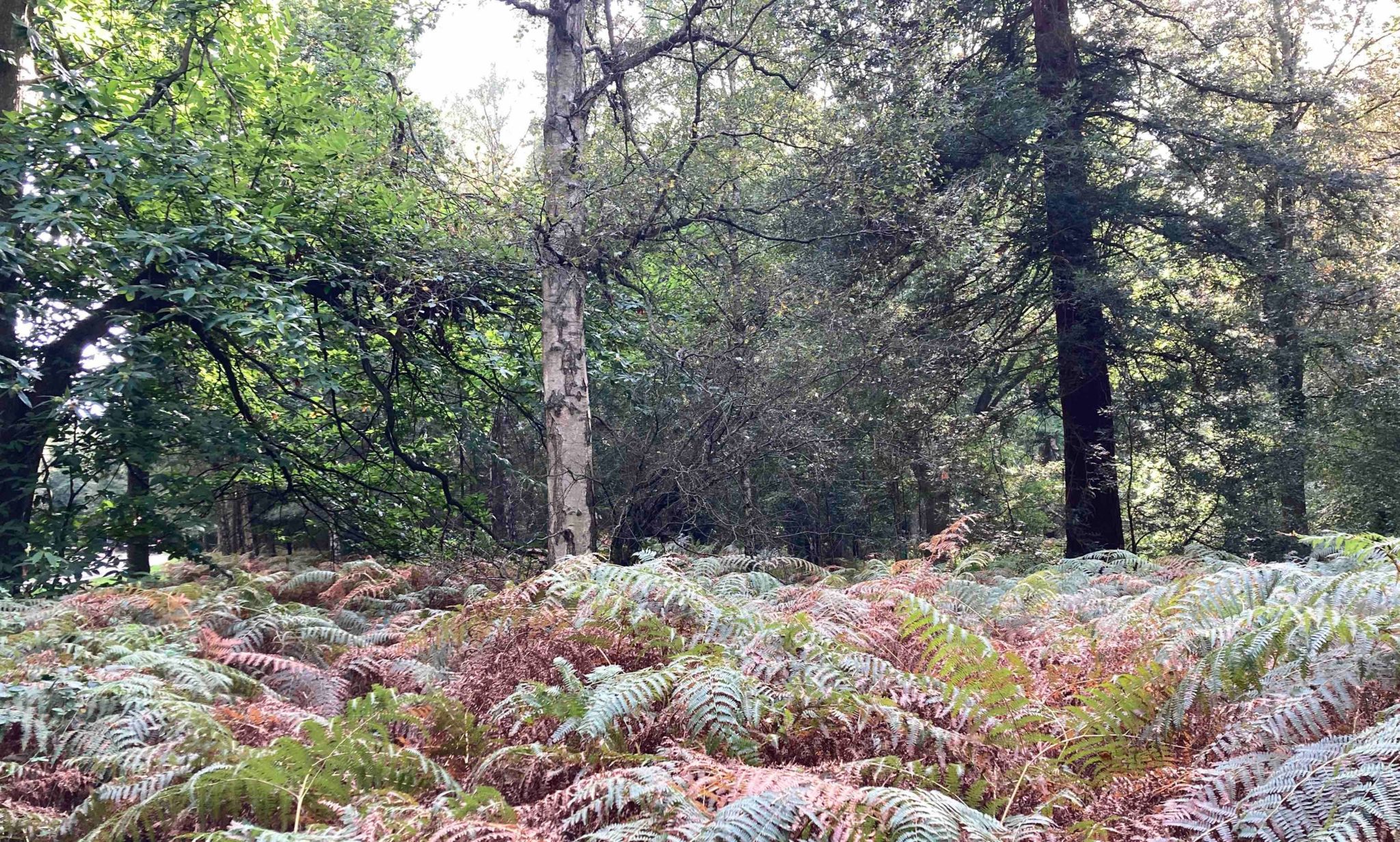 Thetford Forest, where the attack happened.