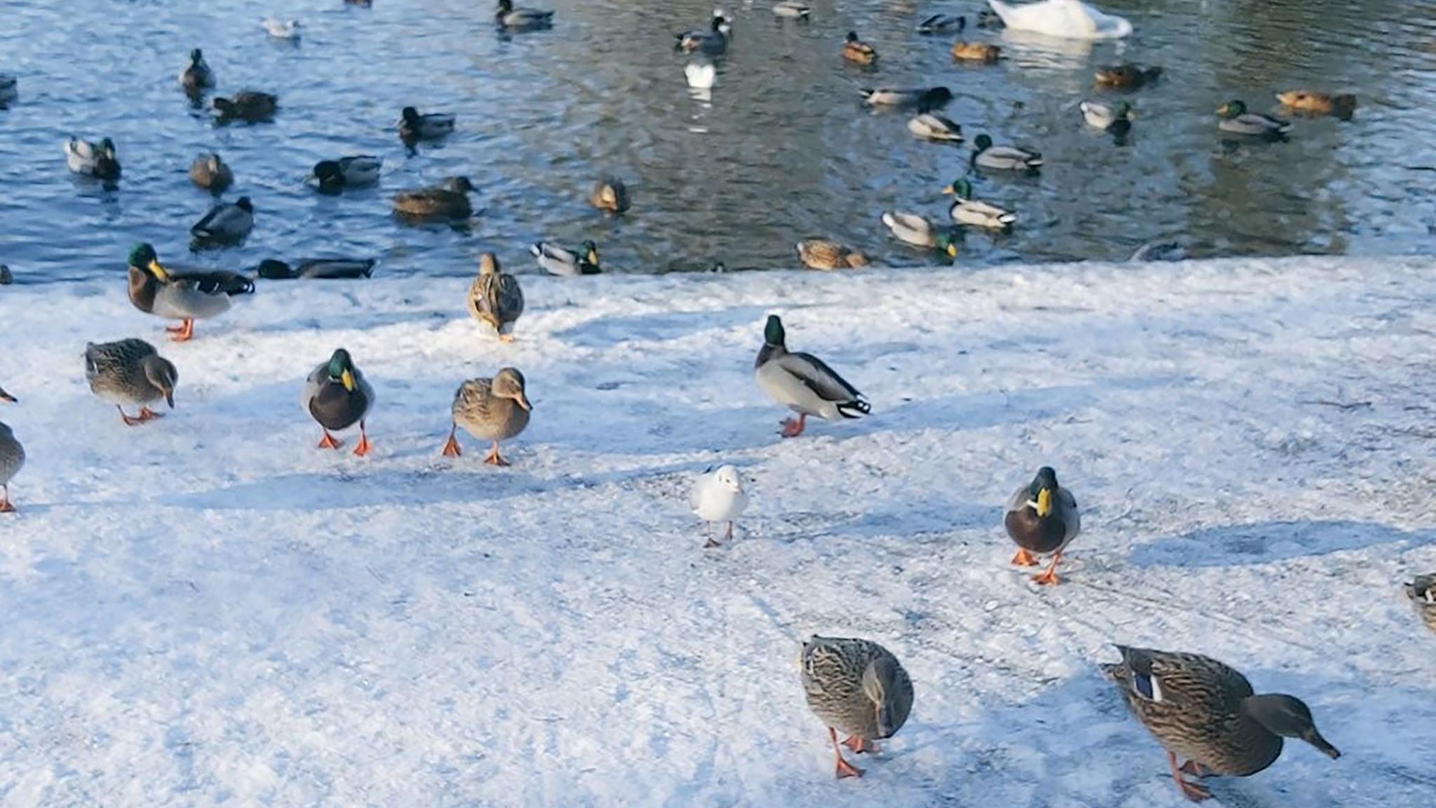 Ducks on the snow and ice
