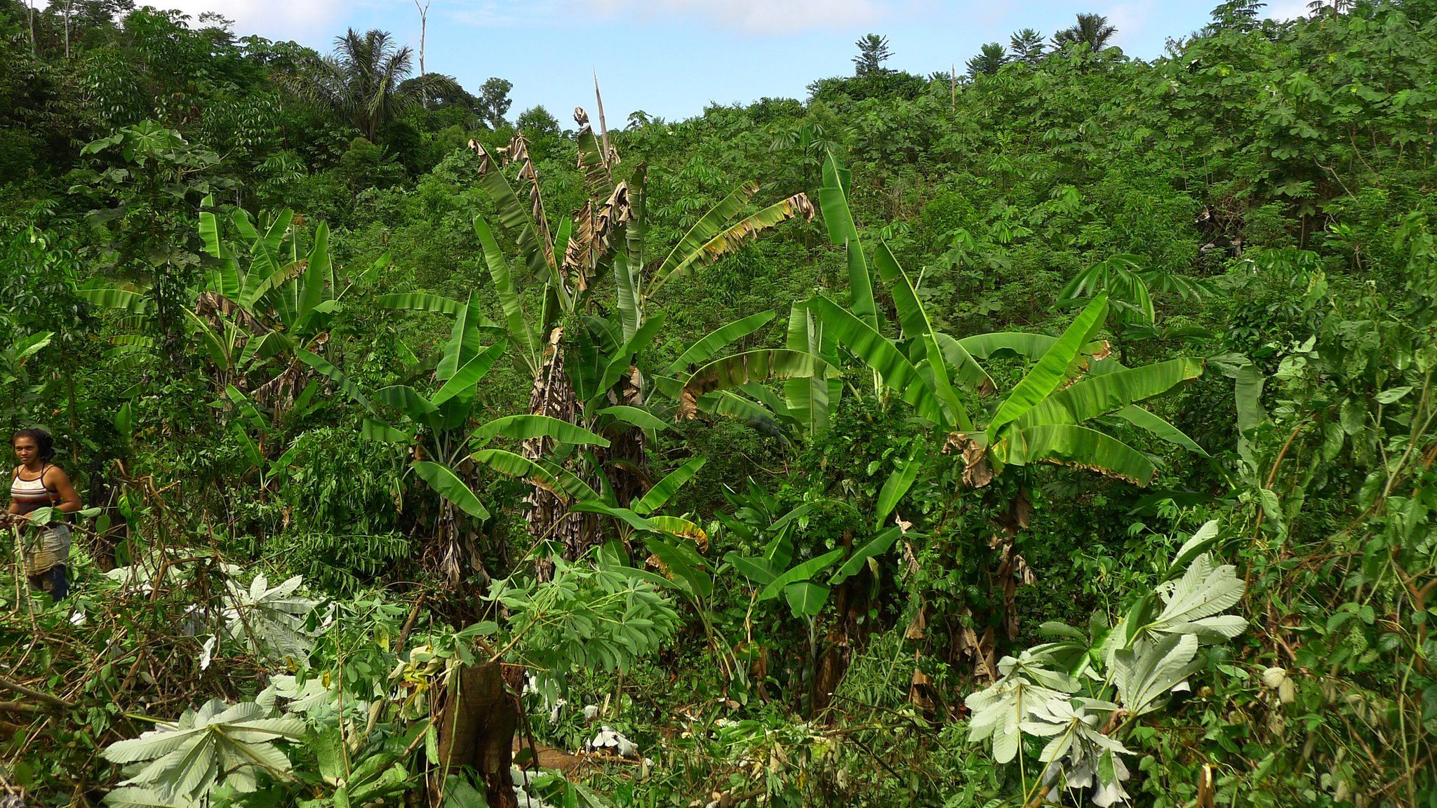 Secondary rainforest, Brazil (Image: Frans Bongers)