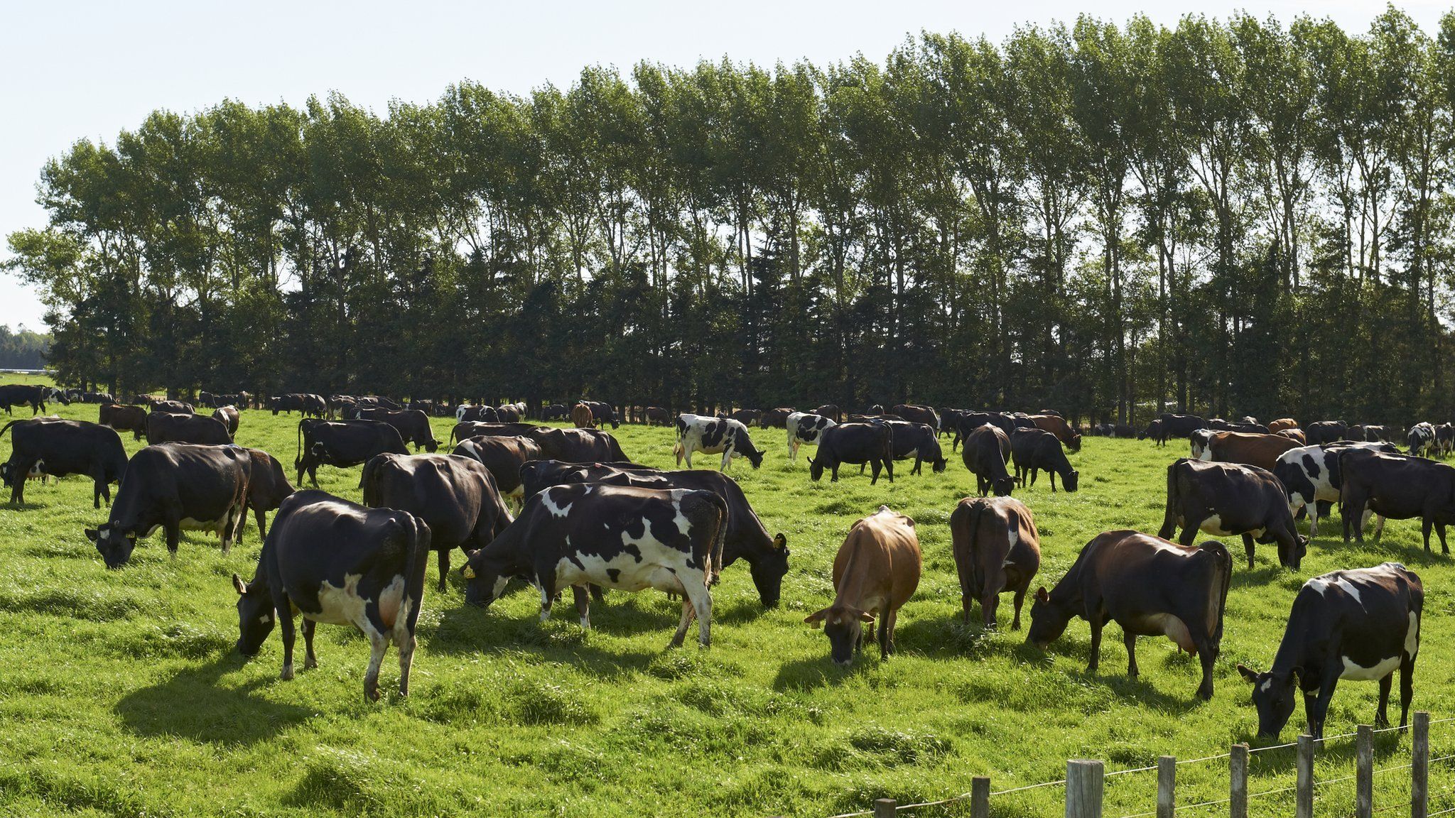 One of Pengxin's farms