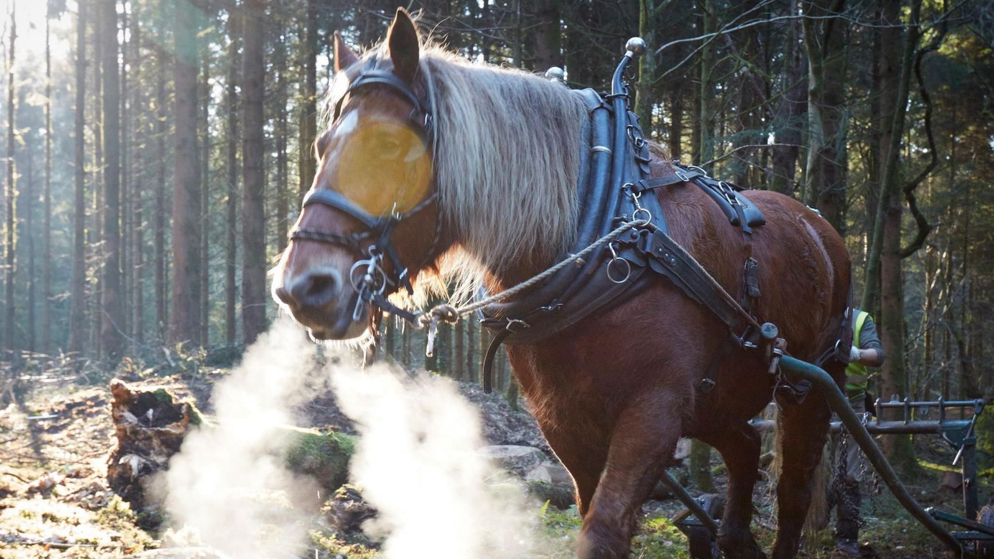 Horse in a forest breathing steam as it drags trees