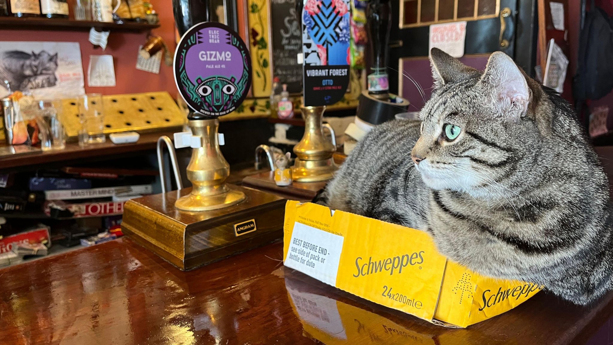 A cat sits on the bar by the beer pumps at the Bag O'Nails Pub in Bristol city centre