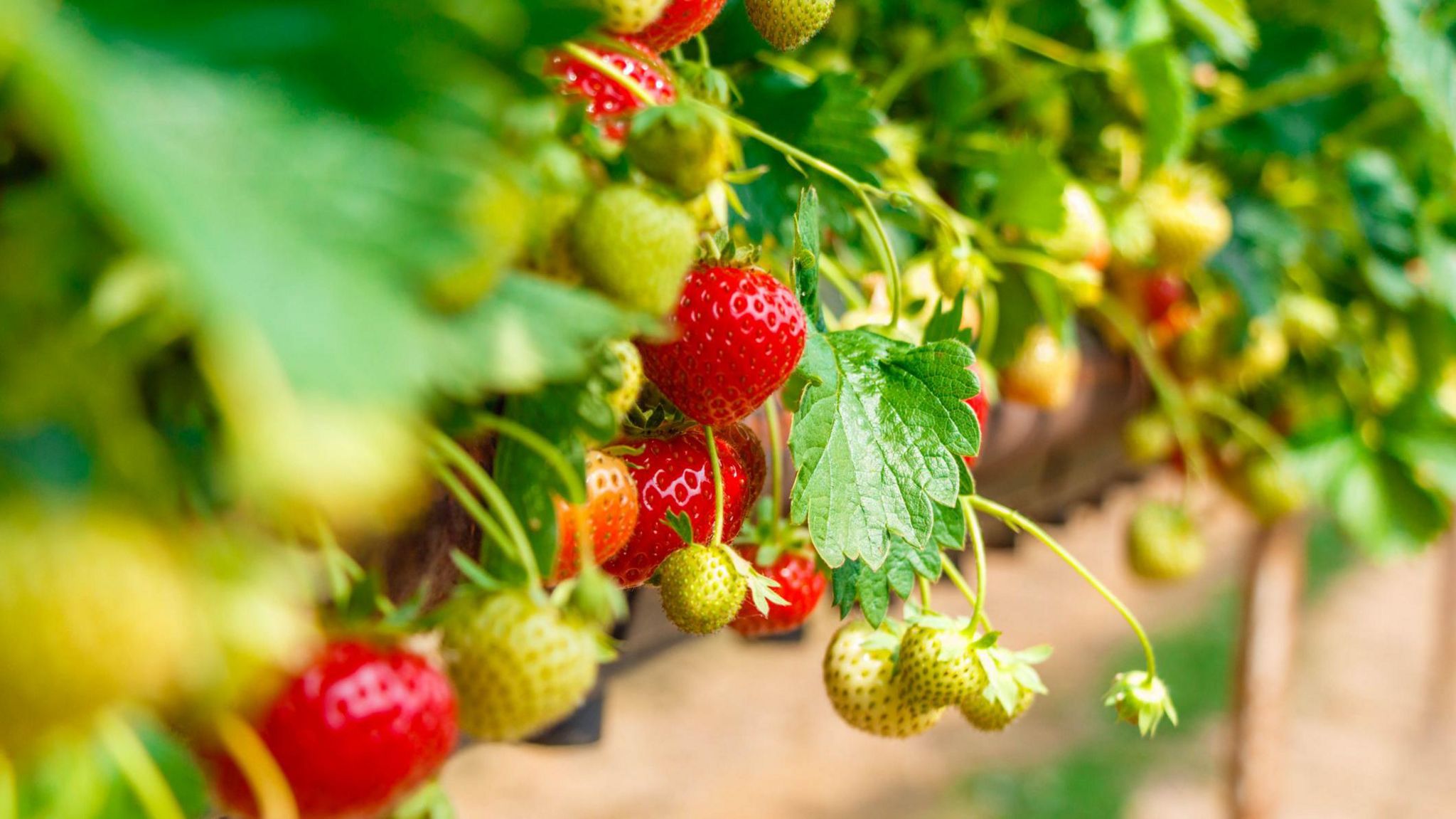 A strawberry plant with varying maturity of fruits.