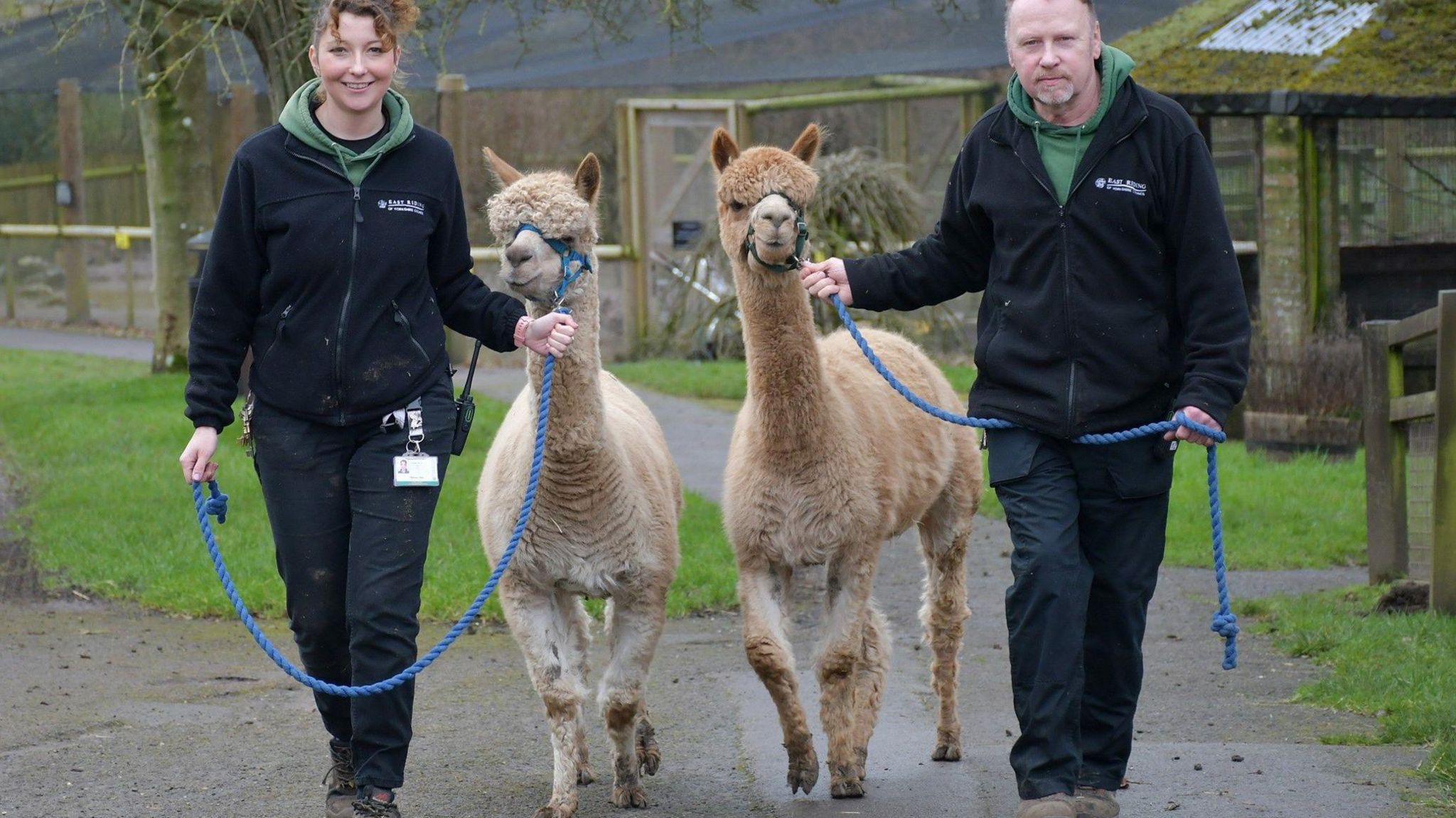Two keepers walking with two alpacas