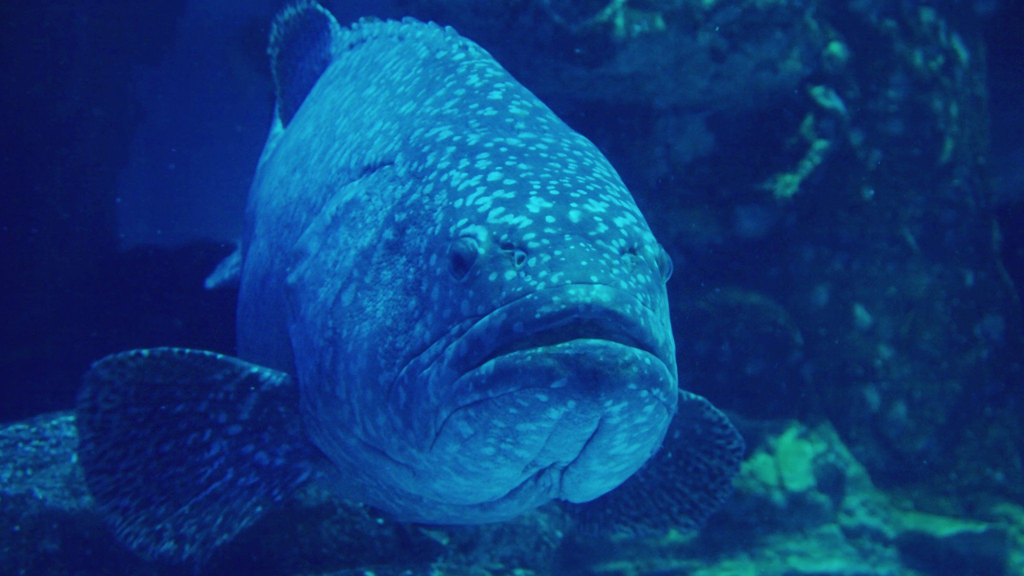 Goliath grouper