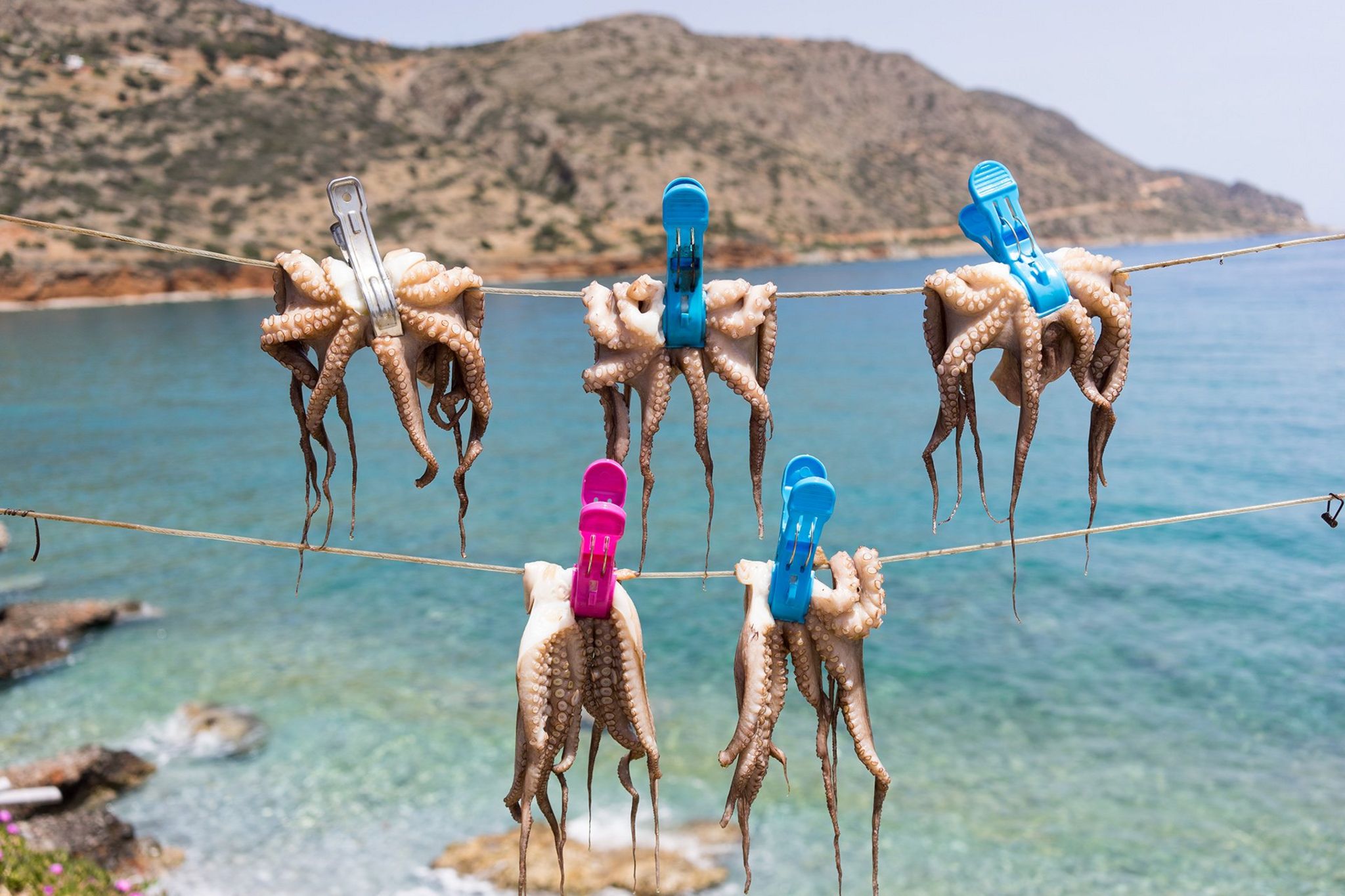 Octopuses drying on a line