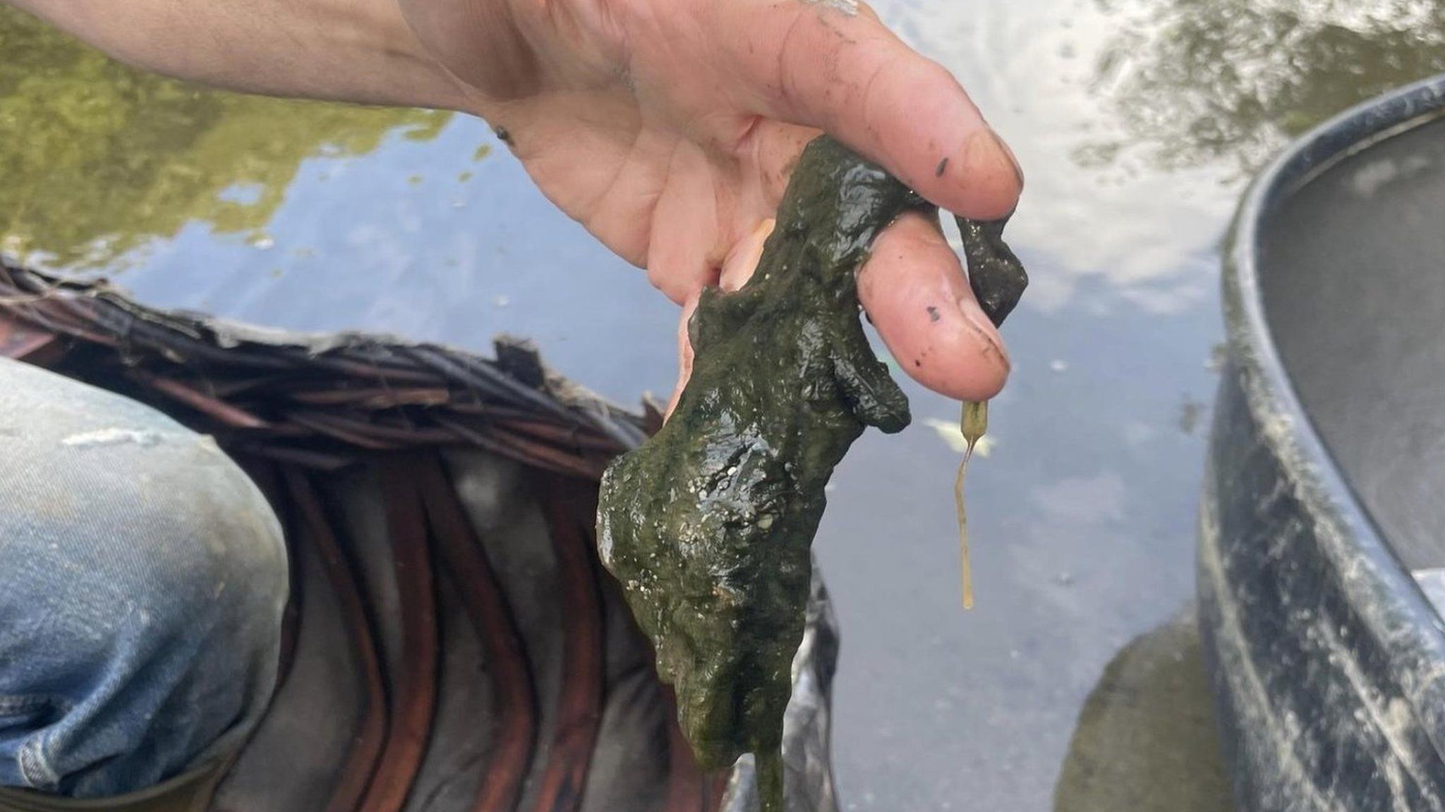 Coracle fishing and algae