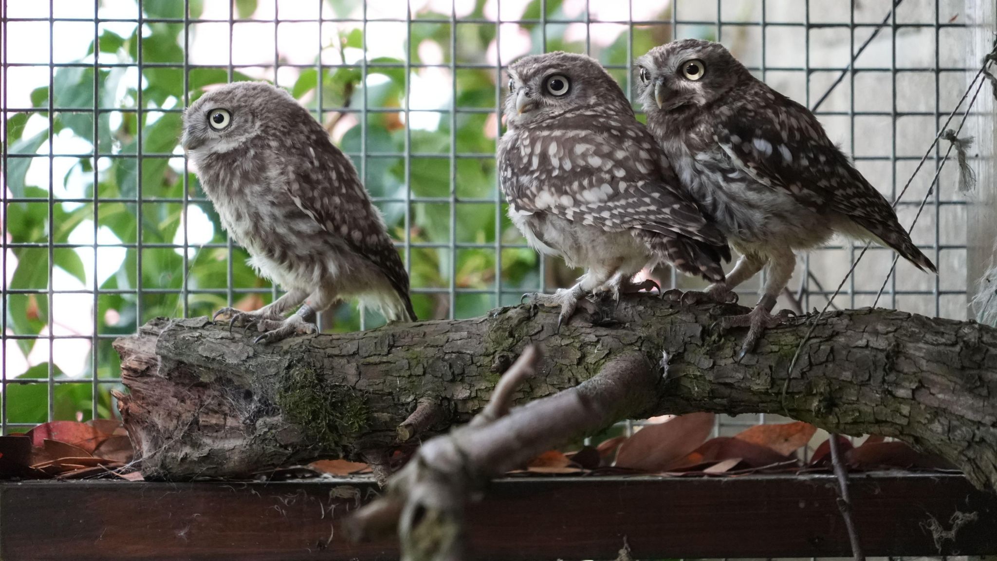 Three owls perched on a branch