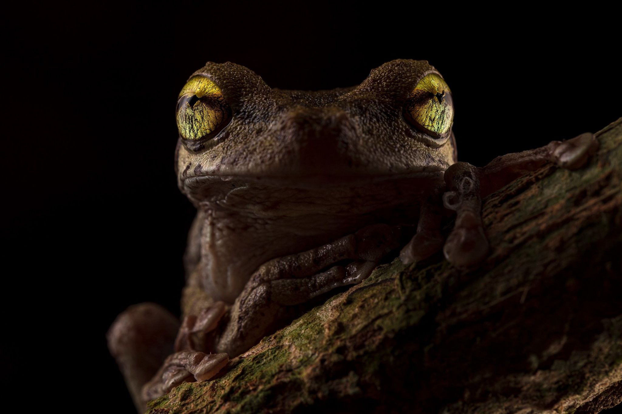 A Helena’s histrion   frog seen with eyes glowing successful  the darkness